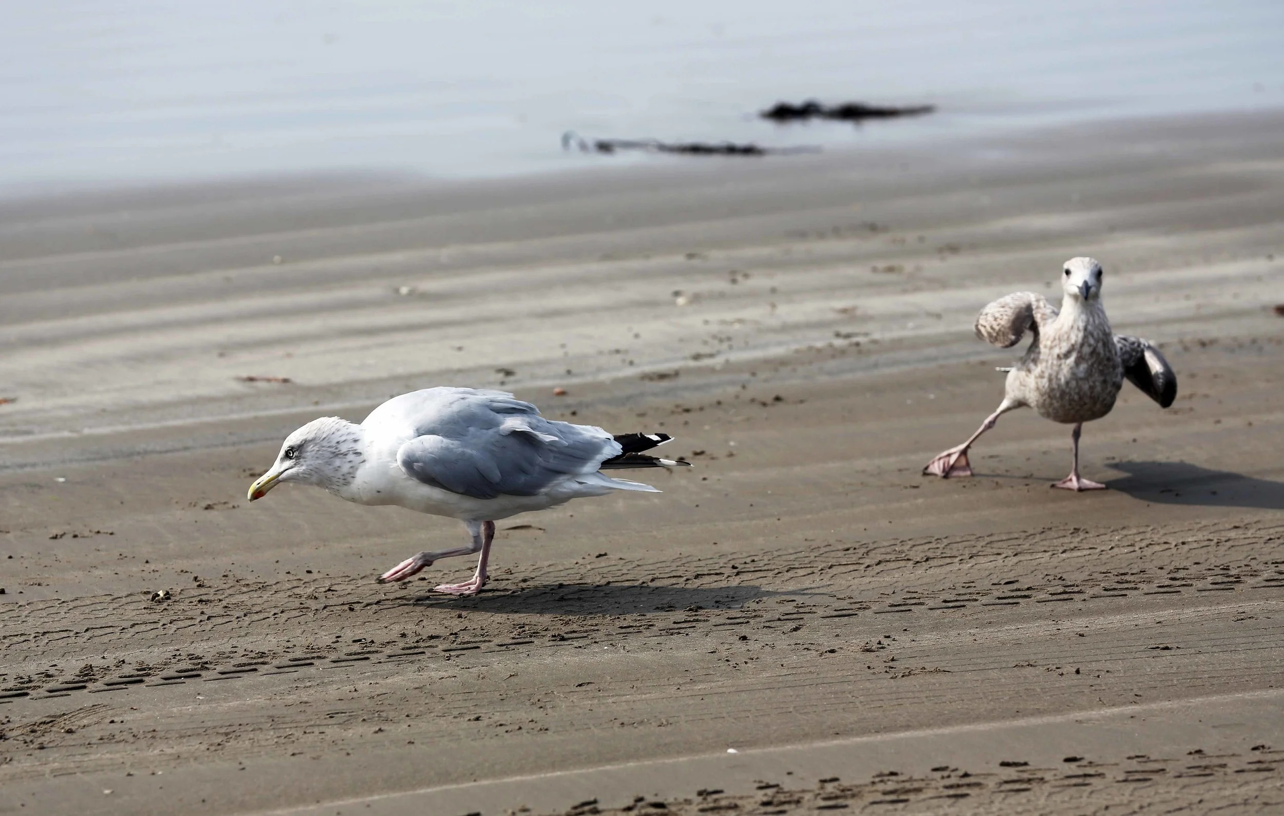 Dancing seagull at the beach Porthmadog lavo 9.14.jpg