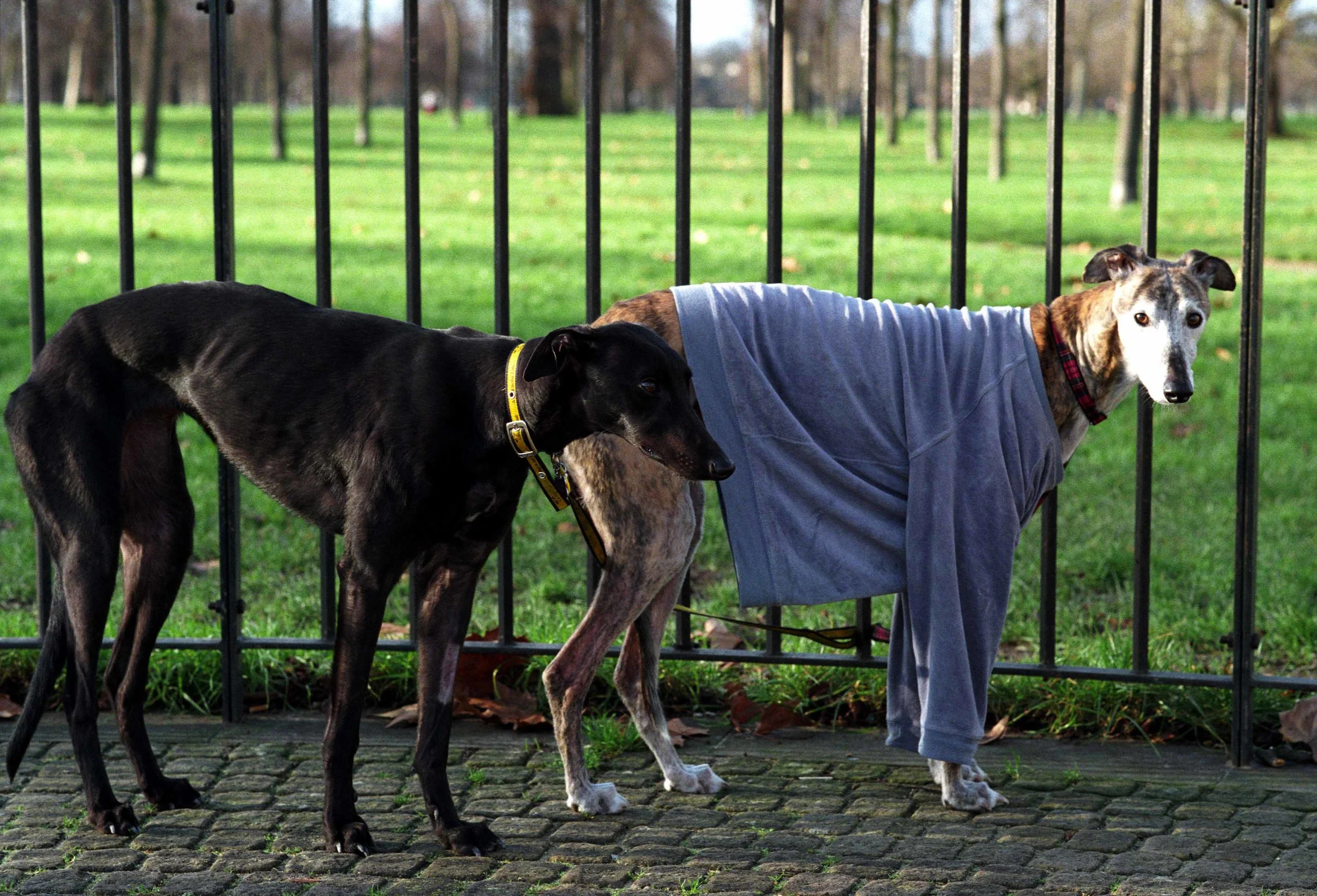 dogs freezing London 01-07 lavo.jpg