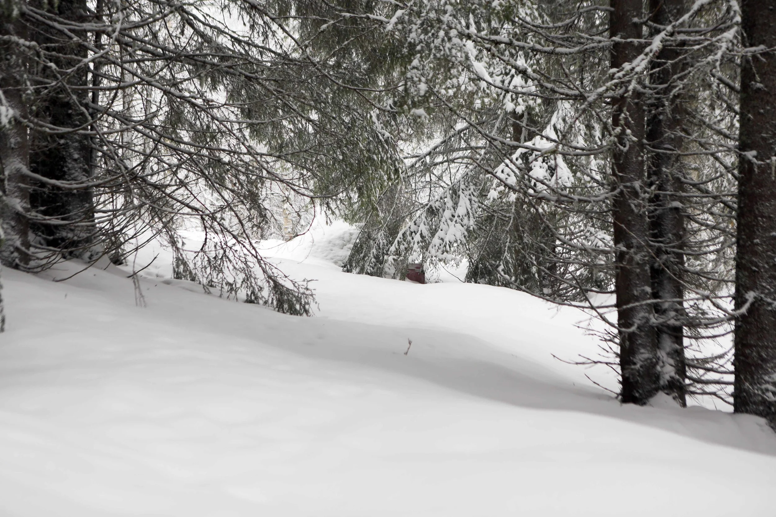 MM rosa under snø avst 3.15 lavo .jpg