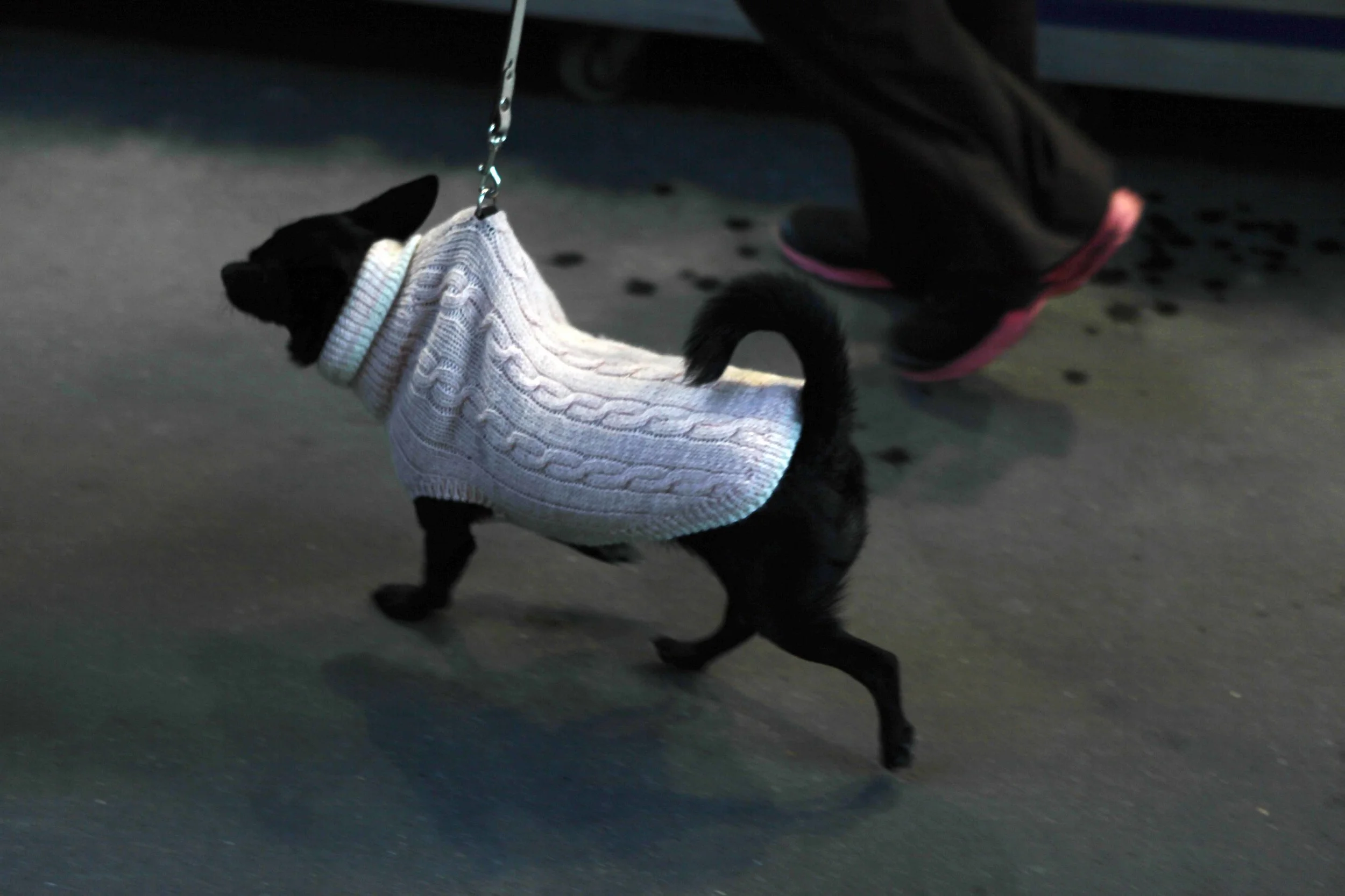 sweater dog & red soles Paris lavo10.12.jpg