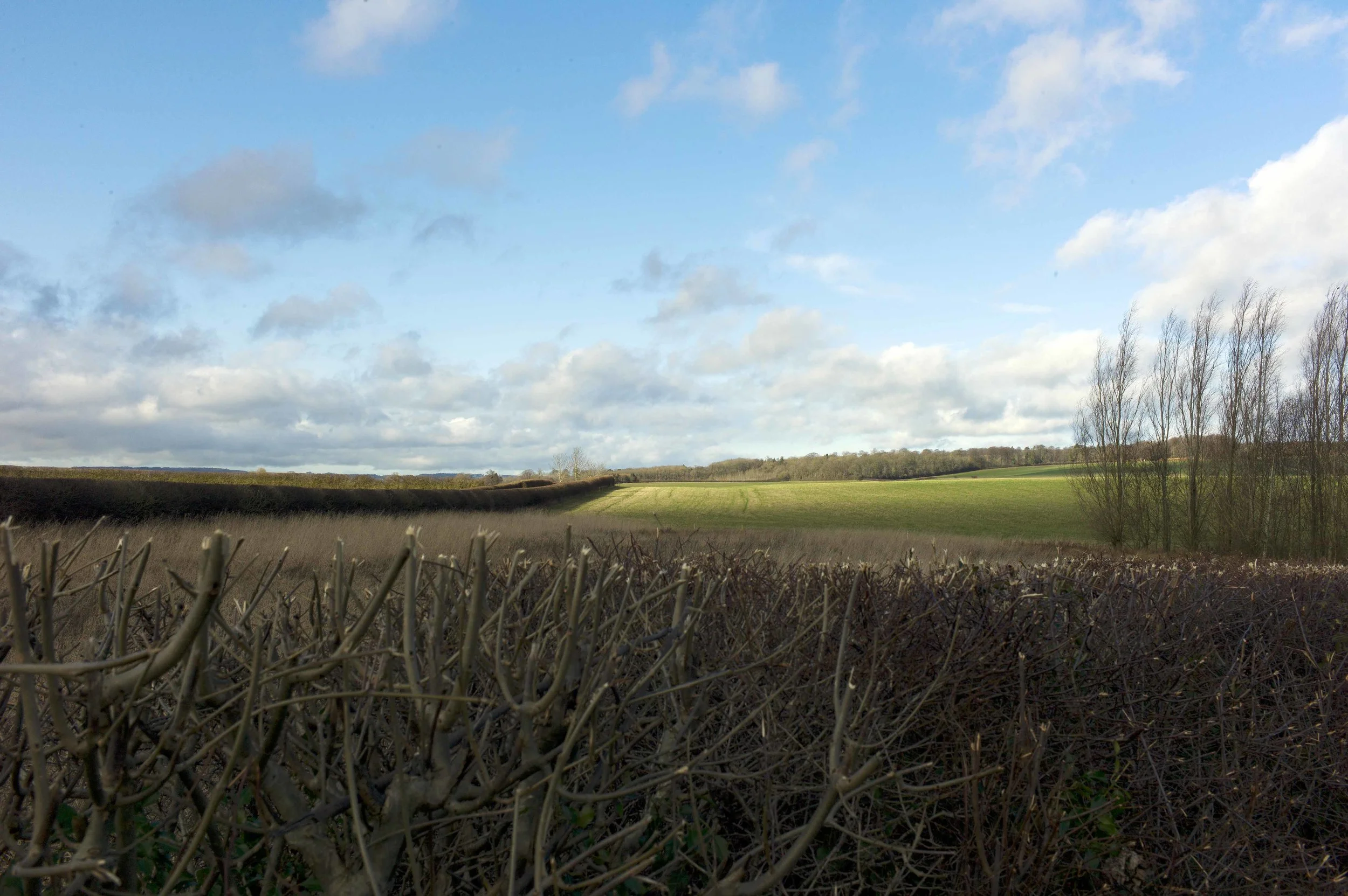 Cotswold nyklippet 1.12 lavo.jpg