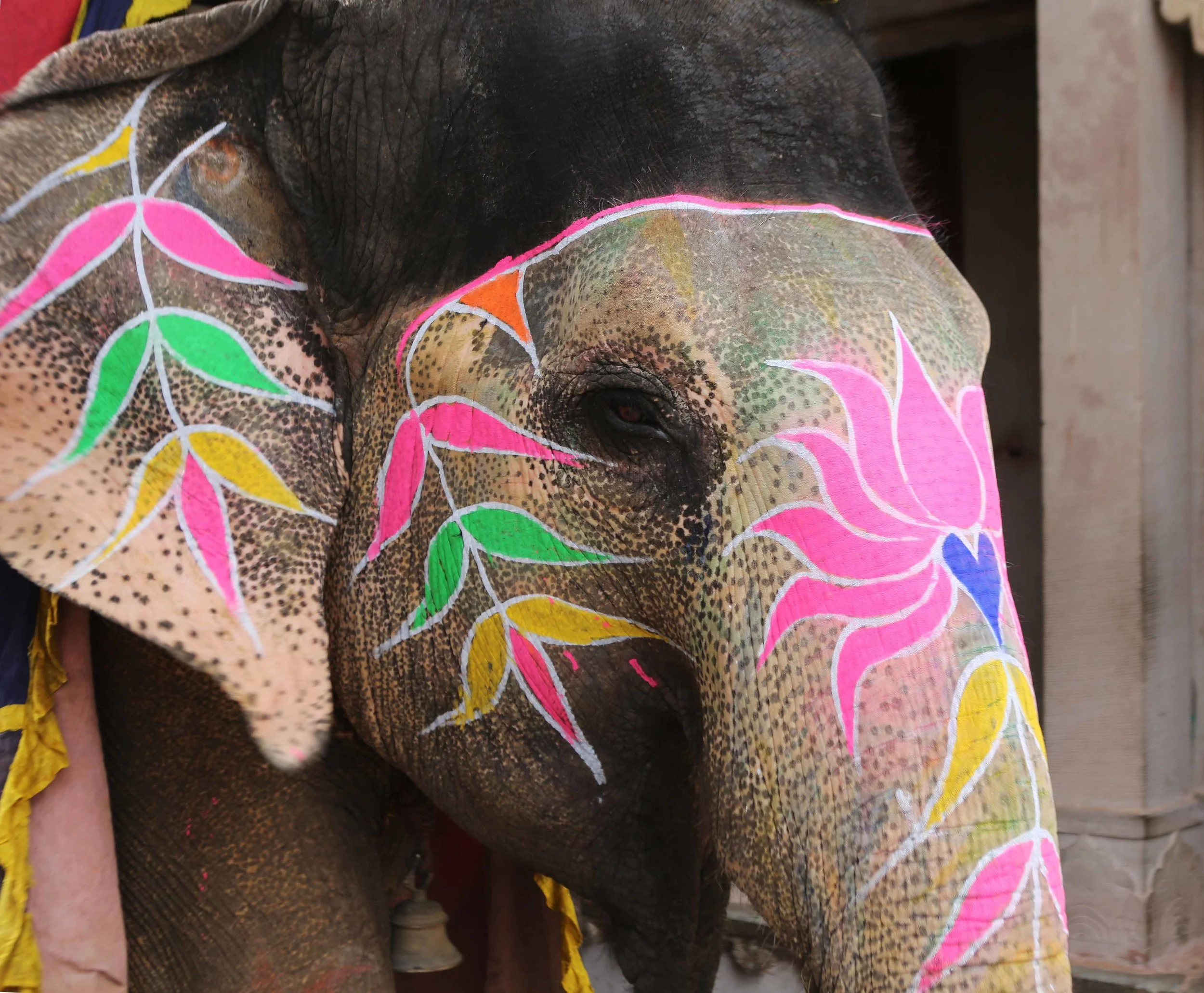 I Elephant colour Jaipur lavo 3.15[2][1].jpg