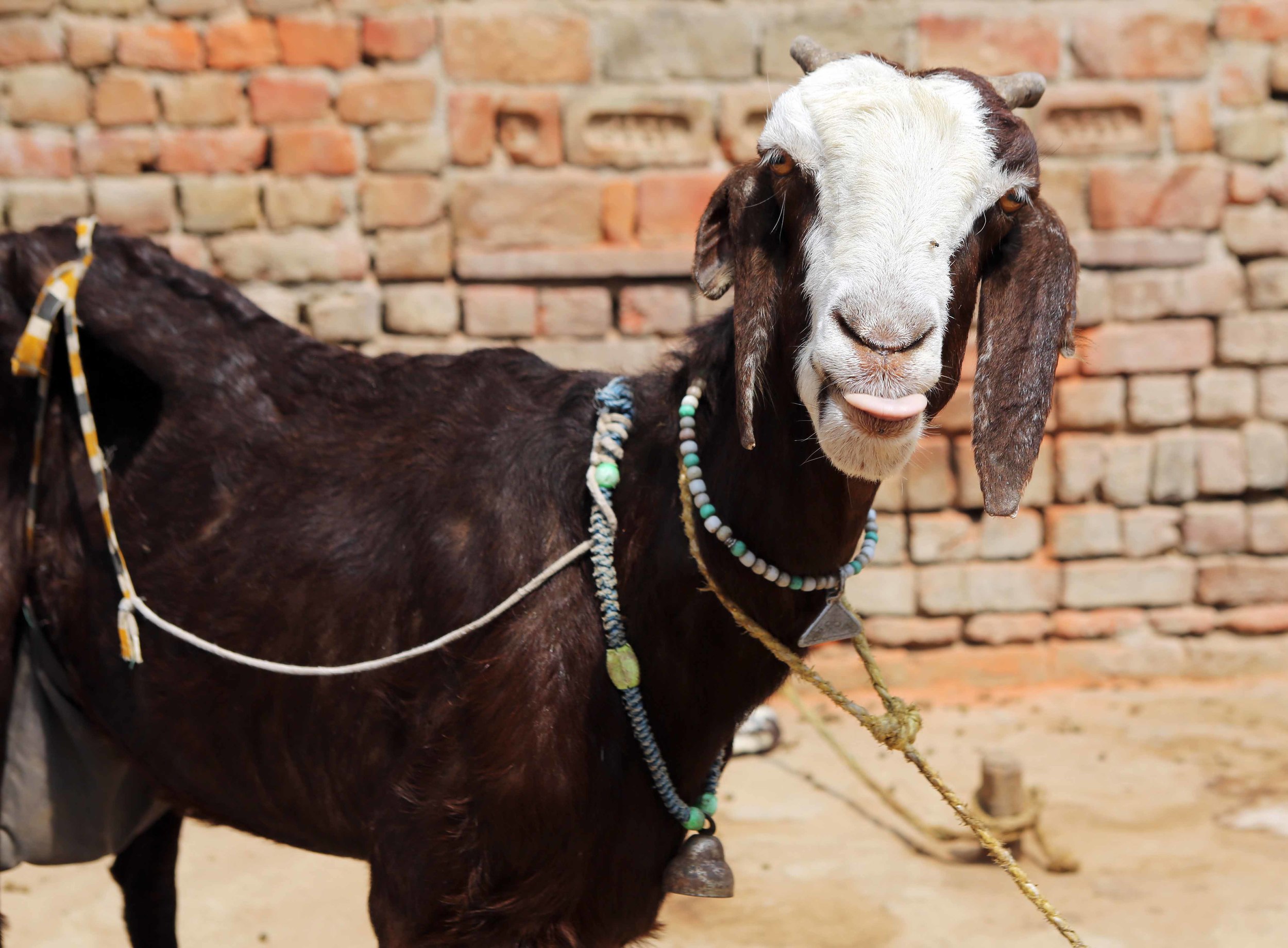 I fashion goat in CM 3.16 crp lavo.jpg