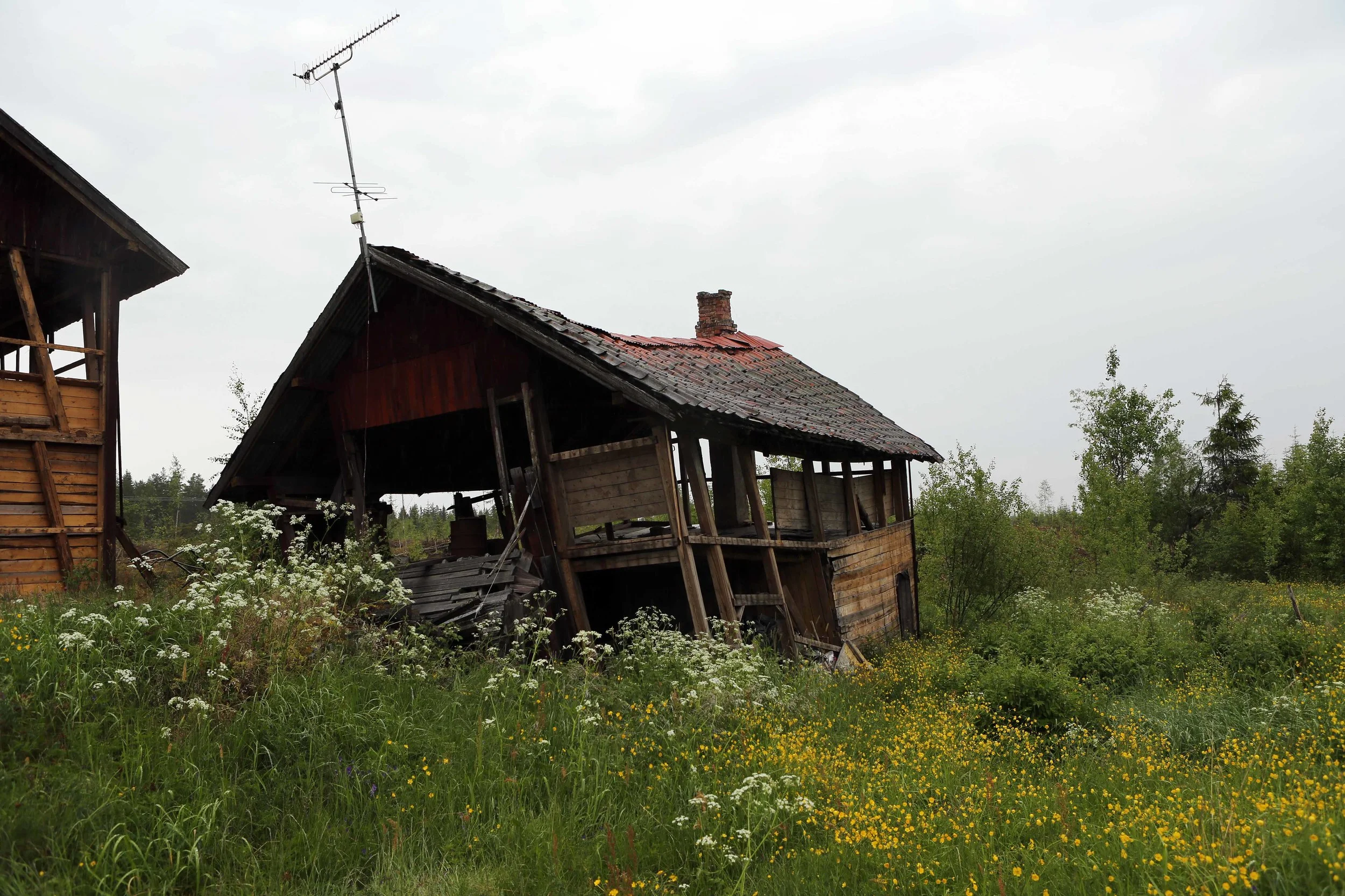 Ved veien fra Elverum uthus i nedfall lavo 6.16.jpg