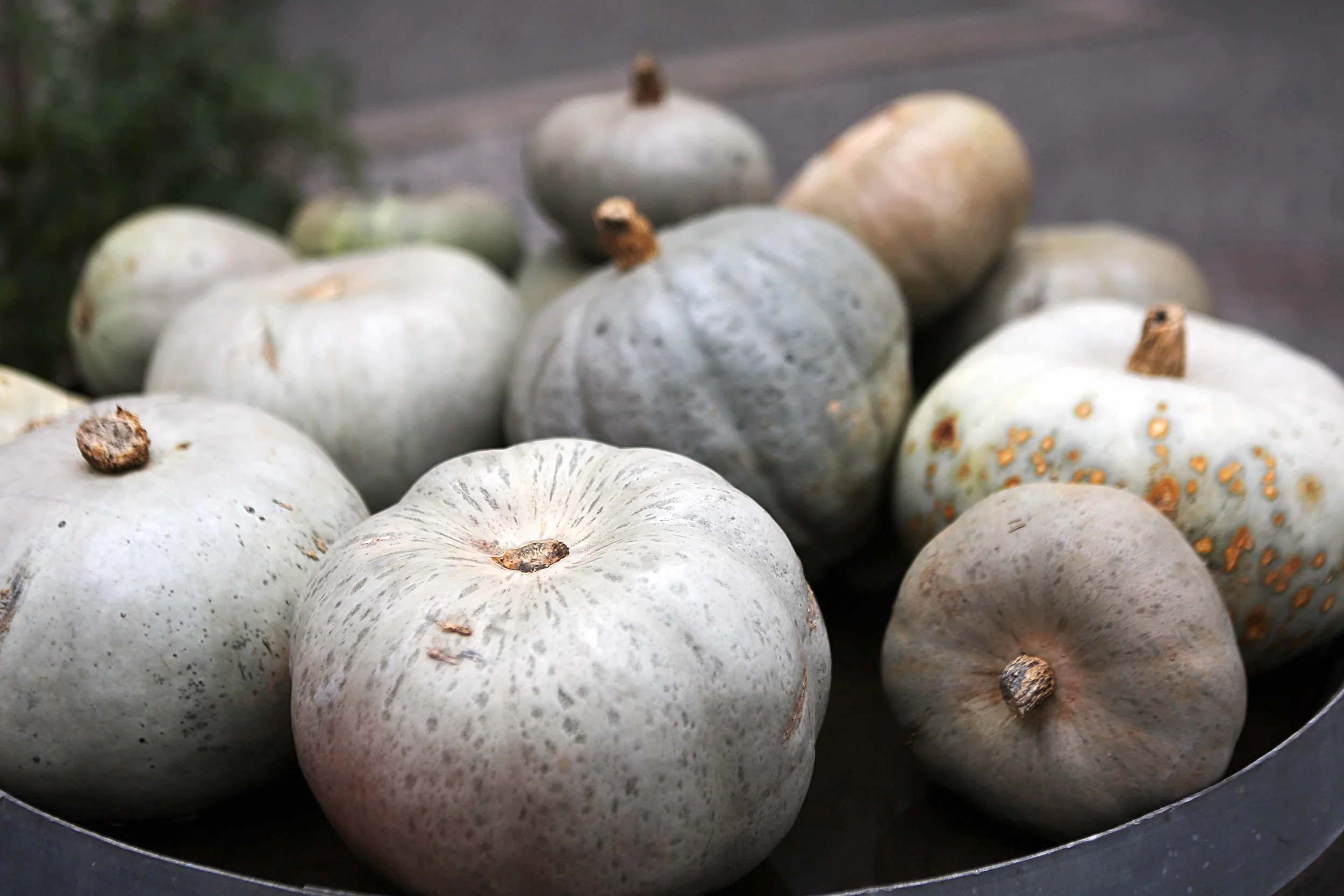 Rome pumpkin f side greyish lavo 11.16.jpg