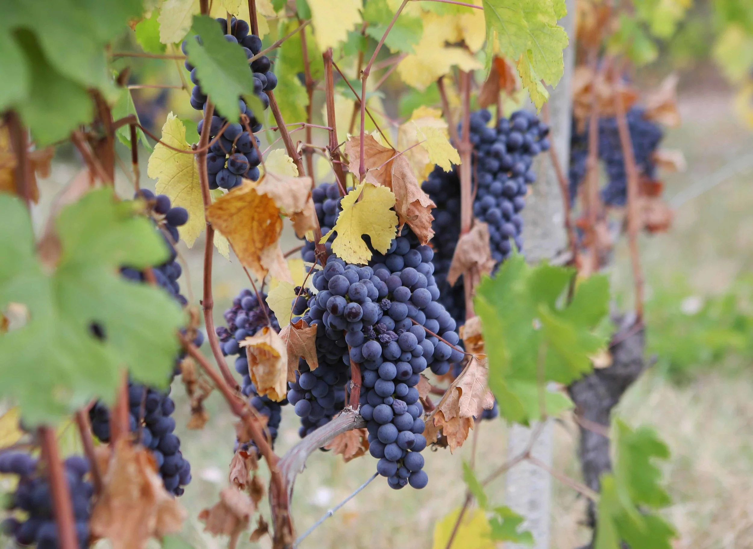 Barolo grapes ready for picking crp lavo 10.17 .jpg