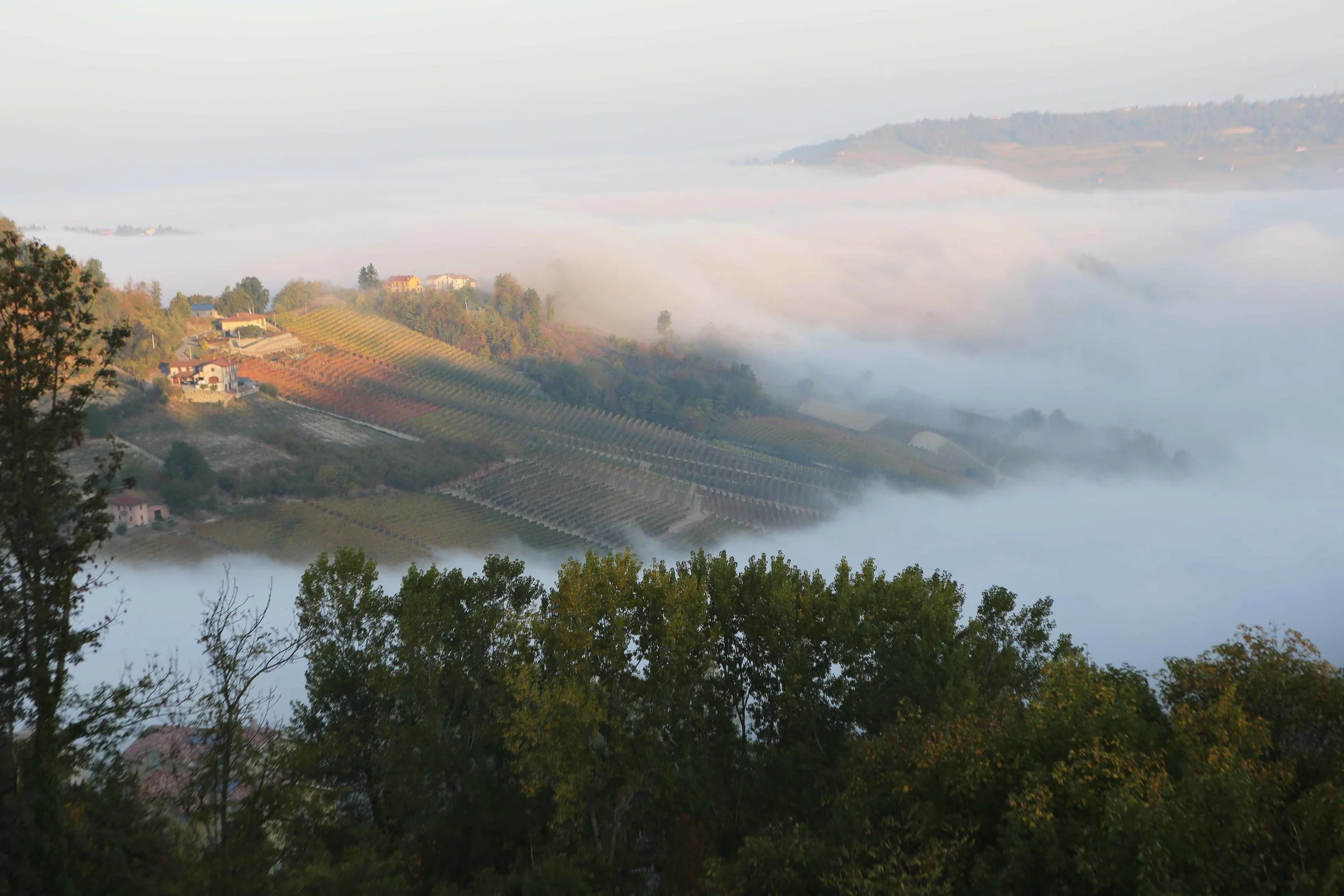 Monforte morning fog 2 lavo 10.17.jpg