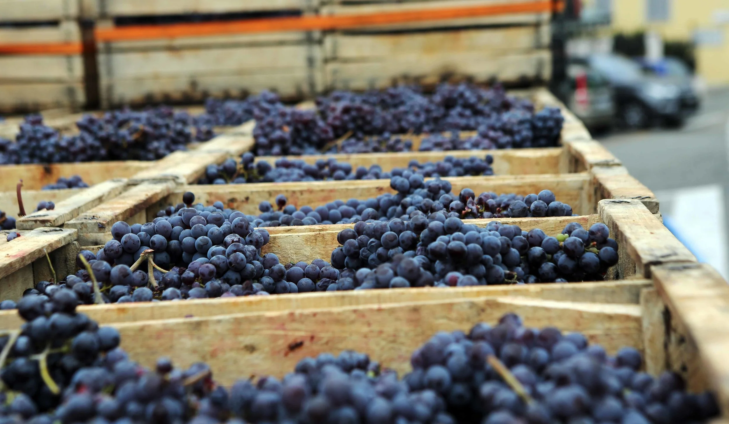 Serralunga truck load grapes crp lavo 10.17 .jpg