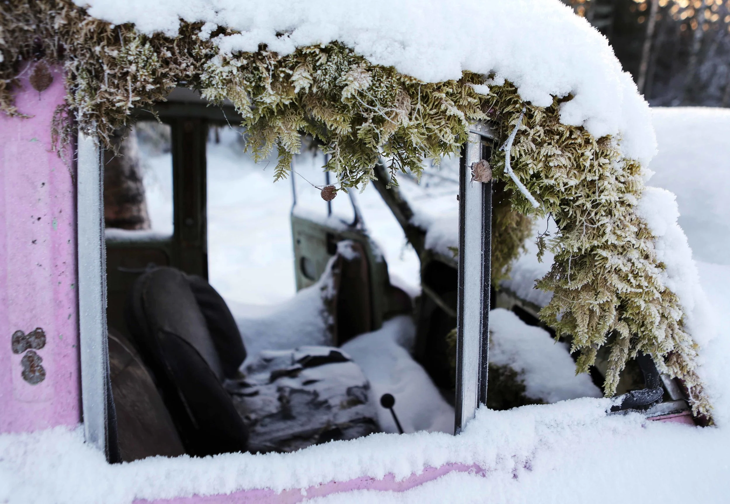 Morris M sidevindu m mose og snø lavo 12.17.jpg
