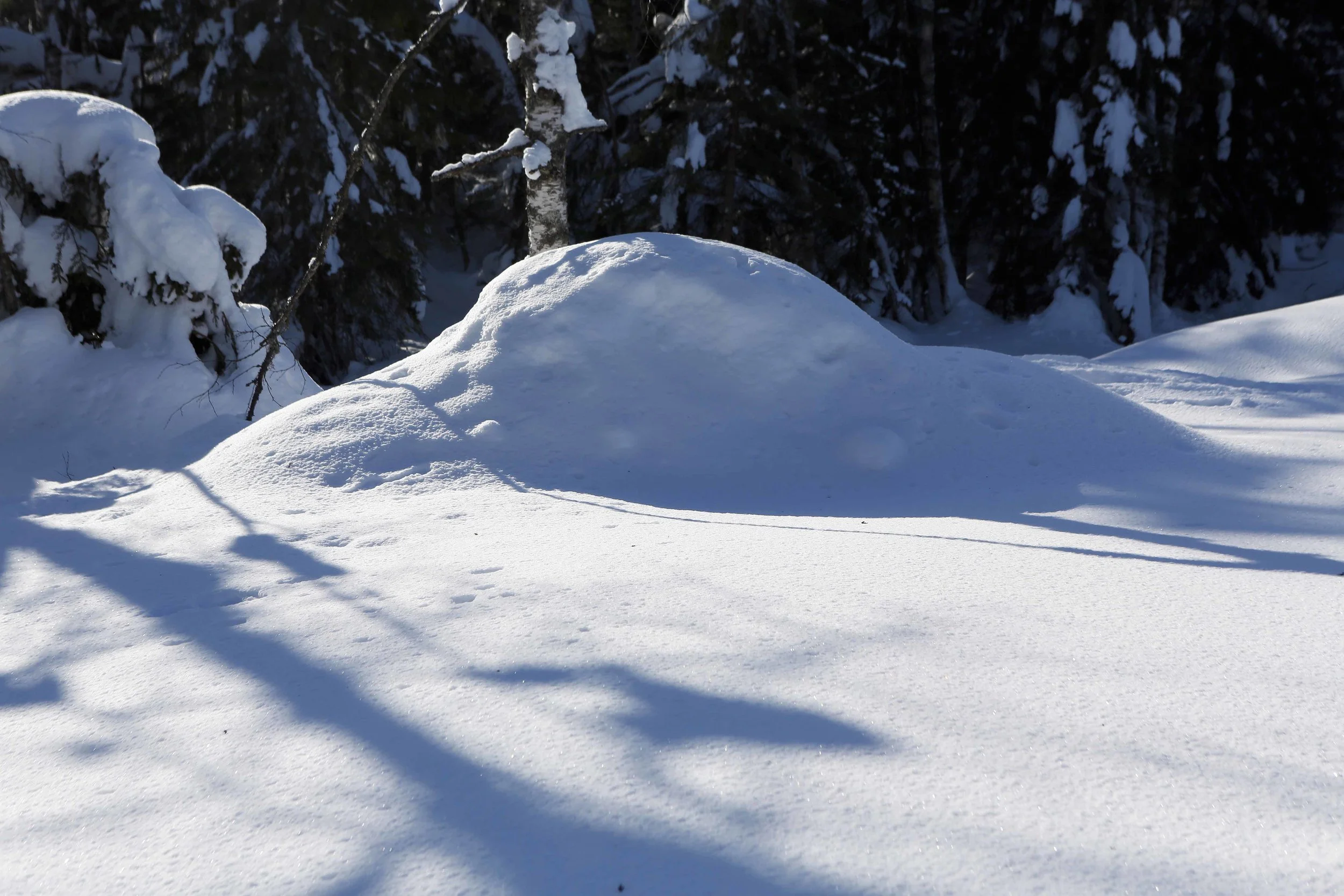 Morris m under snø kun siluett lavo  3.18.jpg