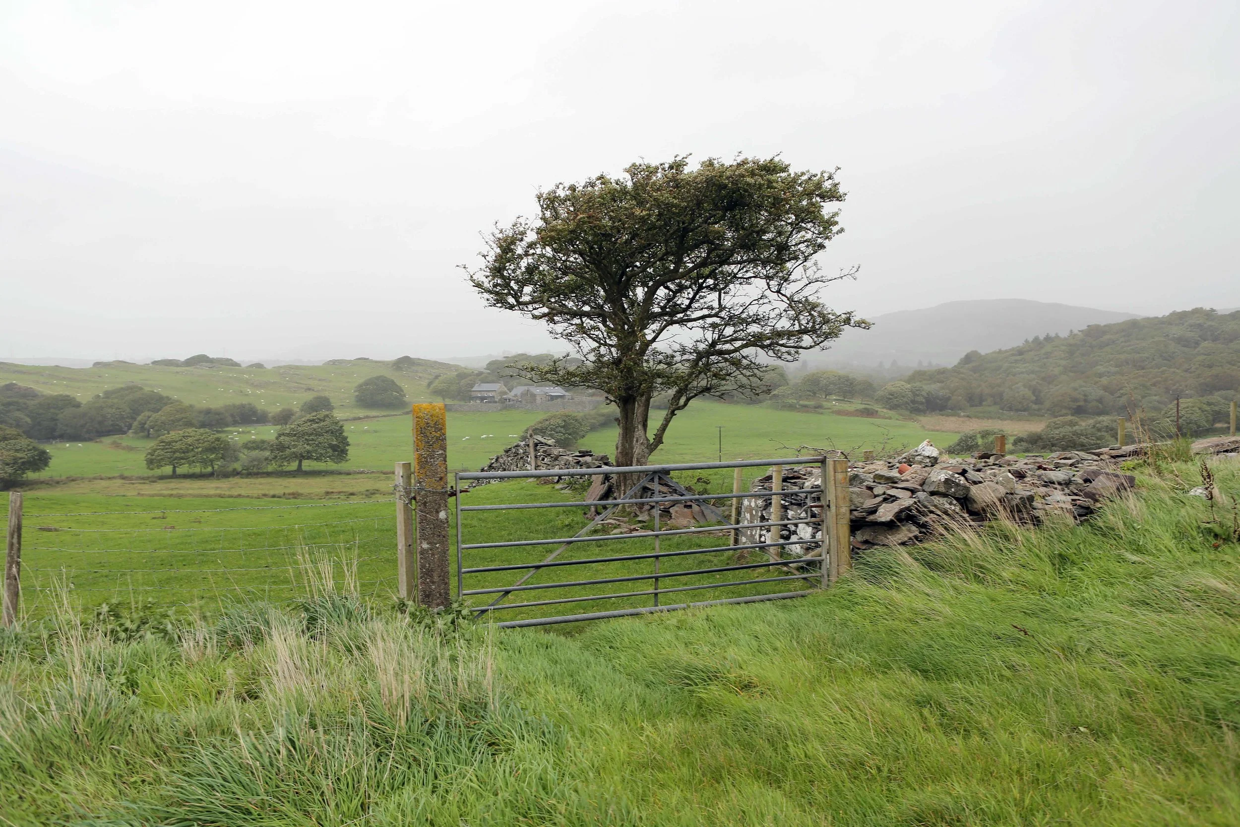 Tree gate and light rain Wales lavo 9.18.jpg