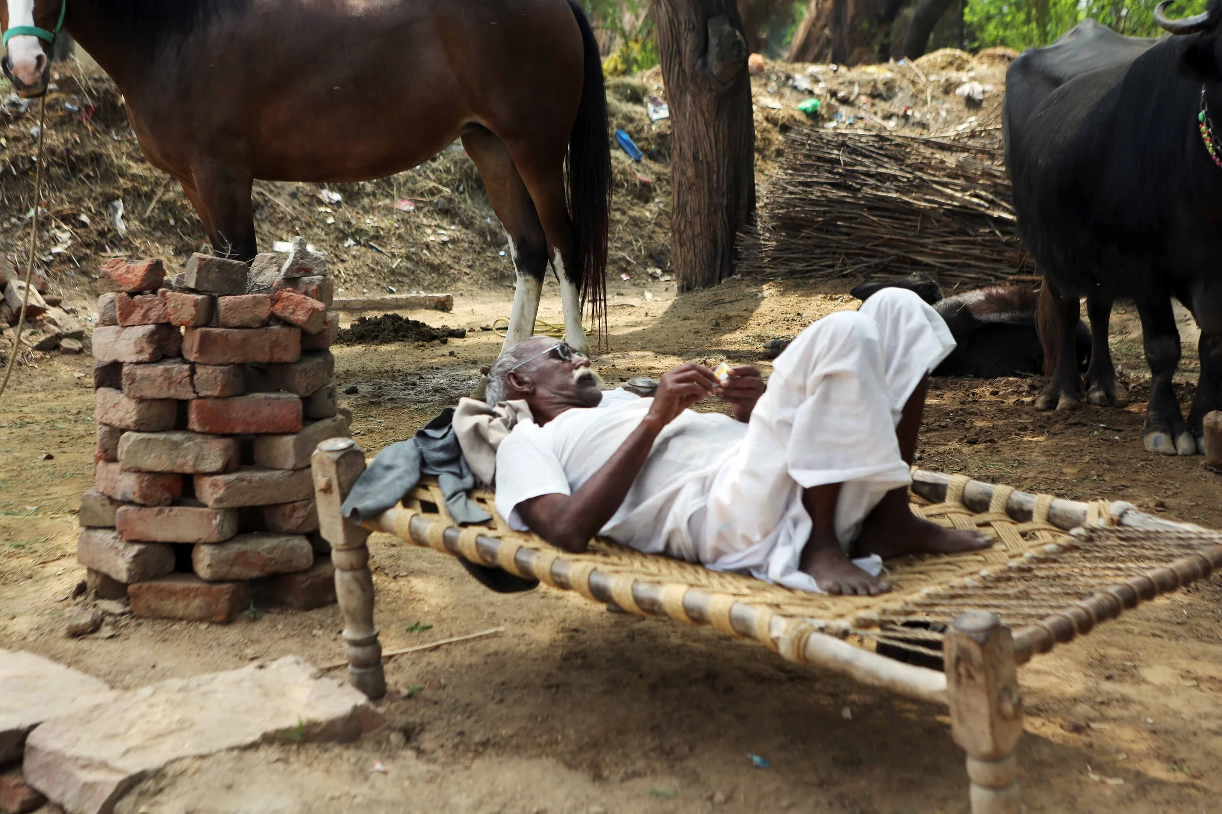 I old man having av nap on bed w animals lavo 3.16.jpg