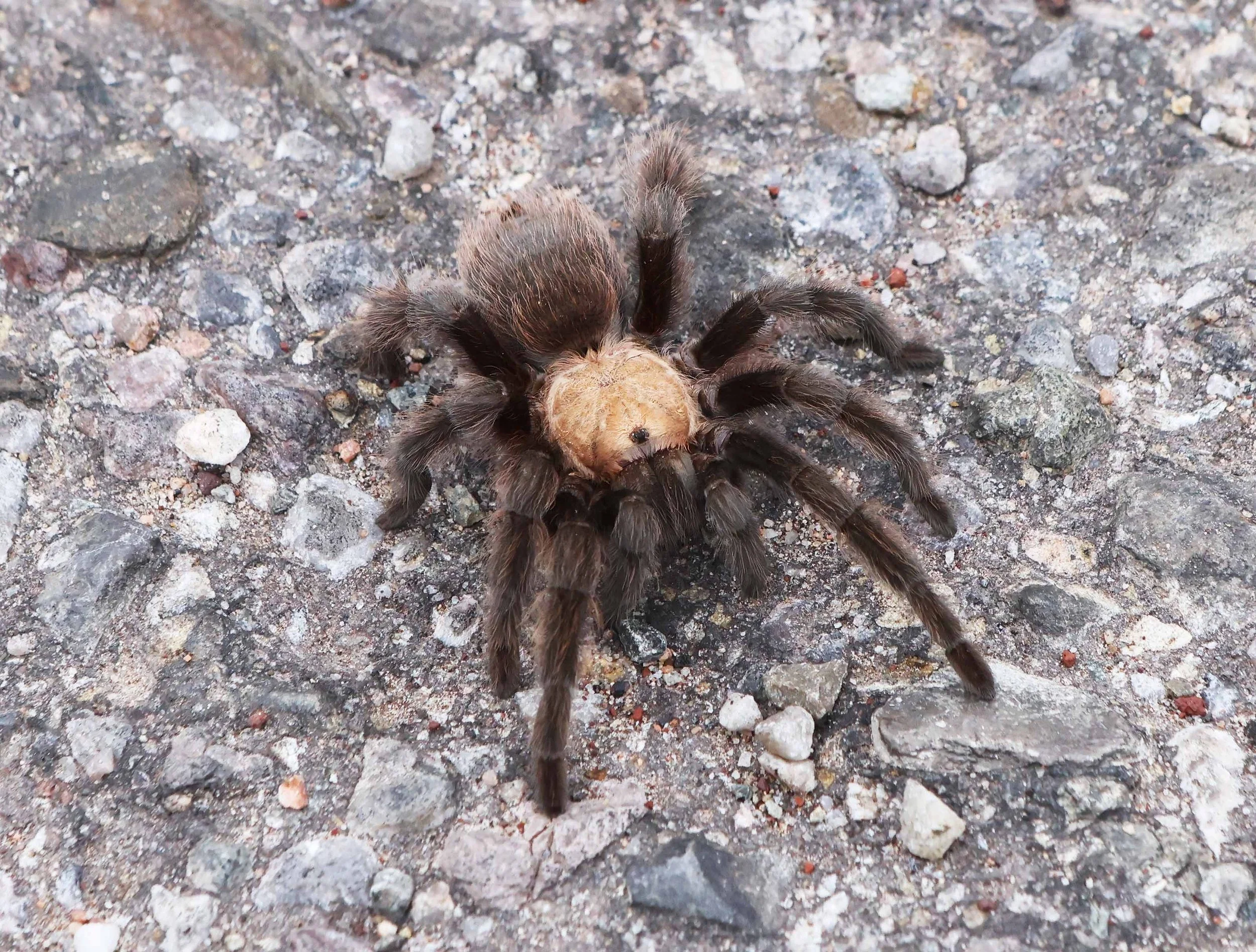 Tarantella NM front over crp lavo  9.23.jpg