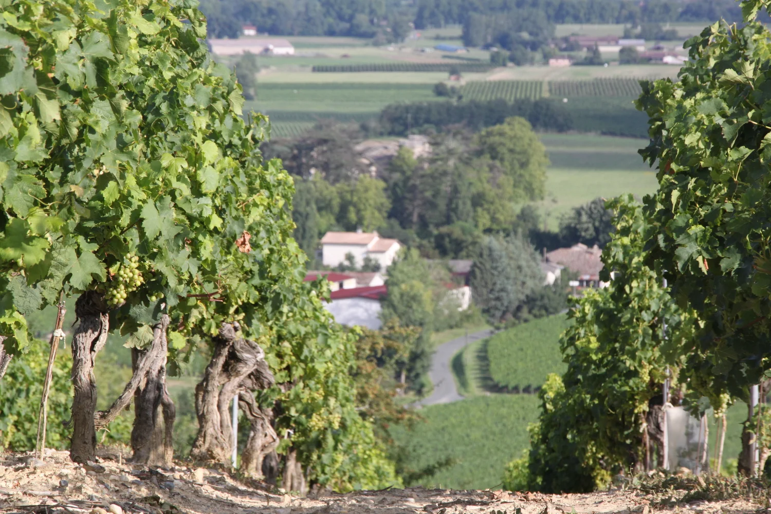 vue du domaine dans haut.JPG