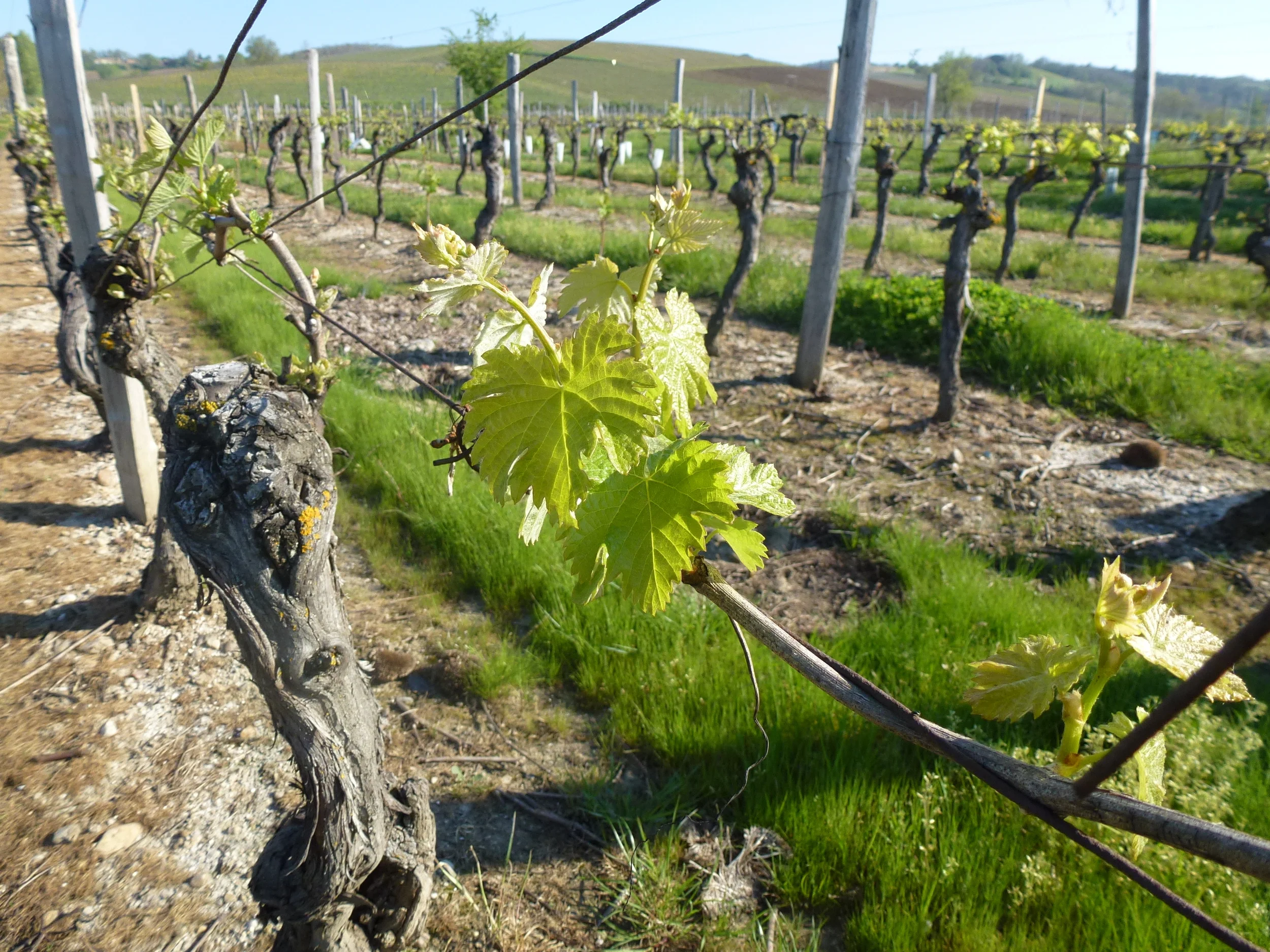 vignes de près.JPG