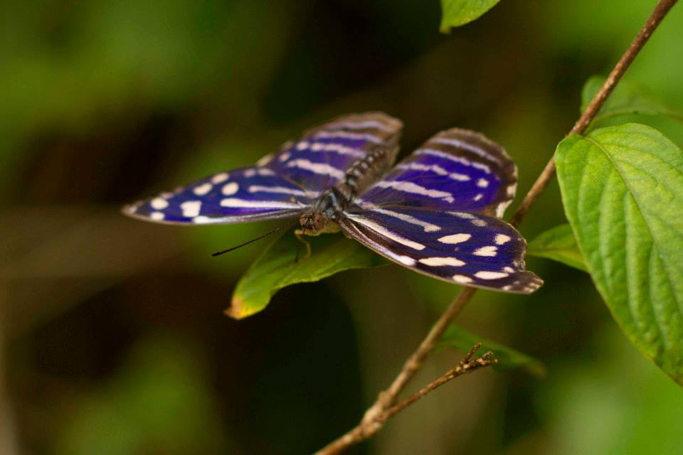 Tropical Blue Wave butterfly (Myscelia cyaniris)