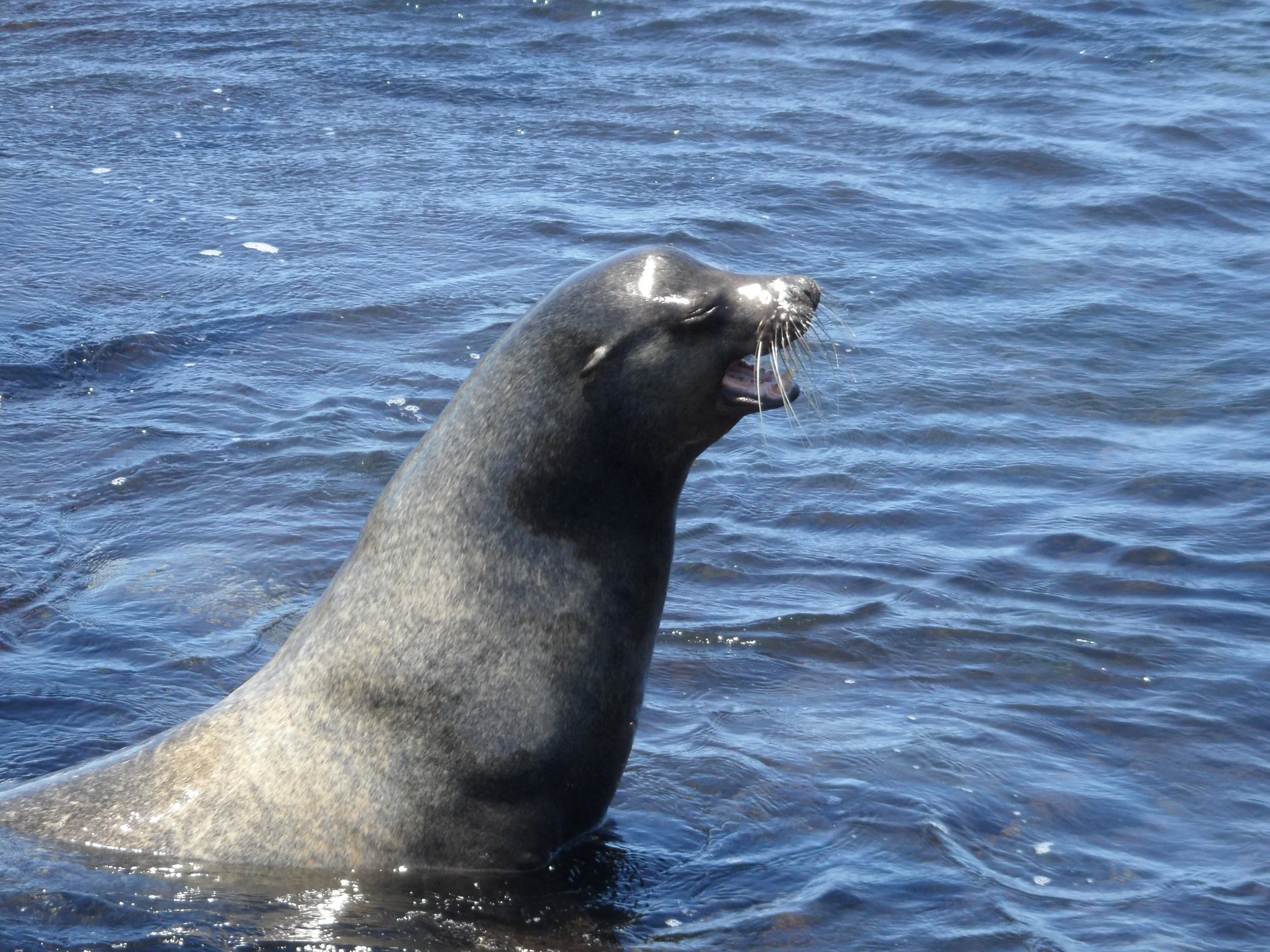 Mais aussi marcher avec les iguanes et nager avec les otaries !