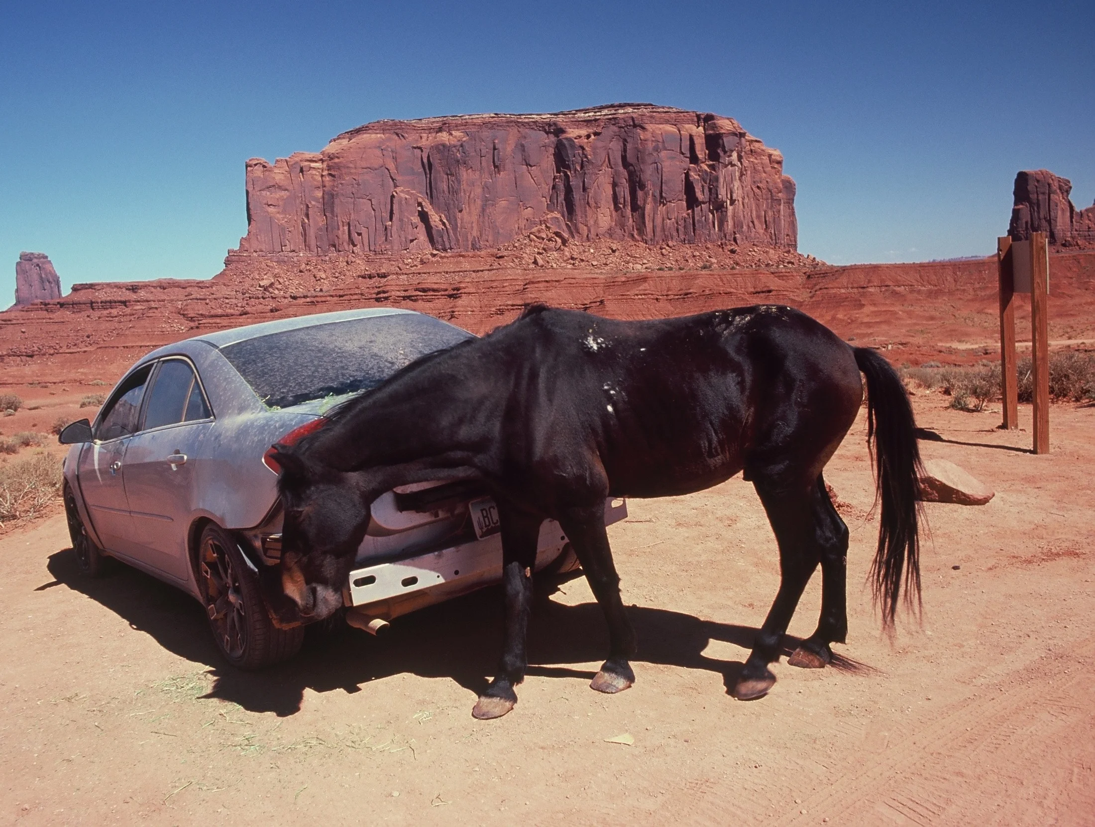 DESERT HORSE.jpg