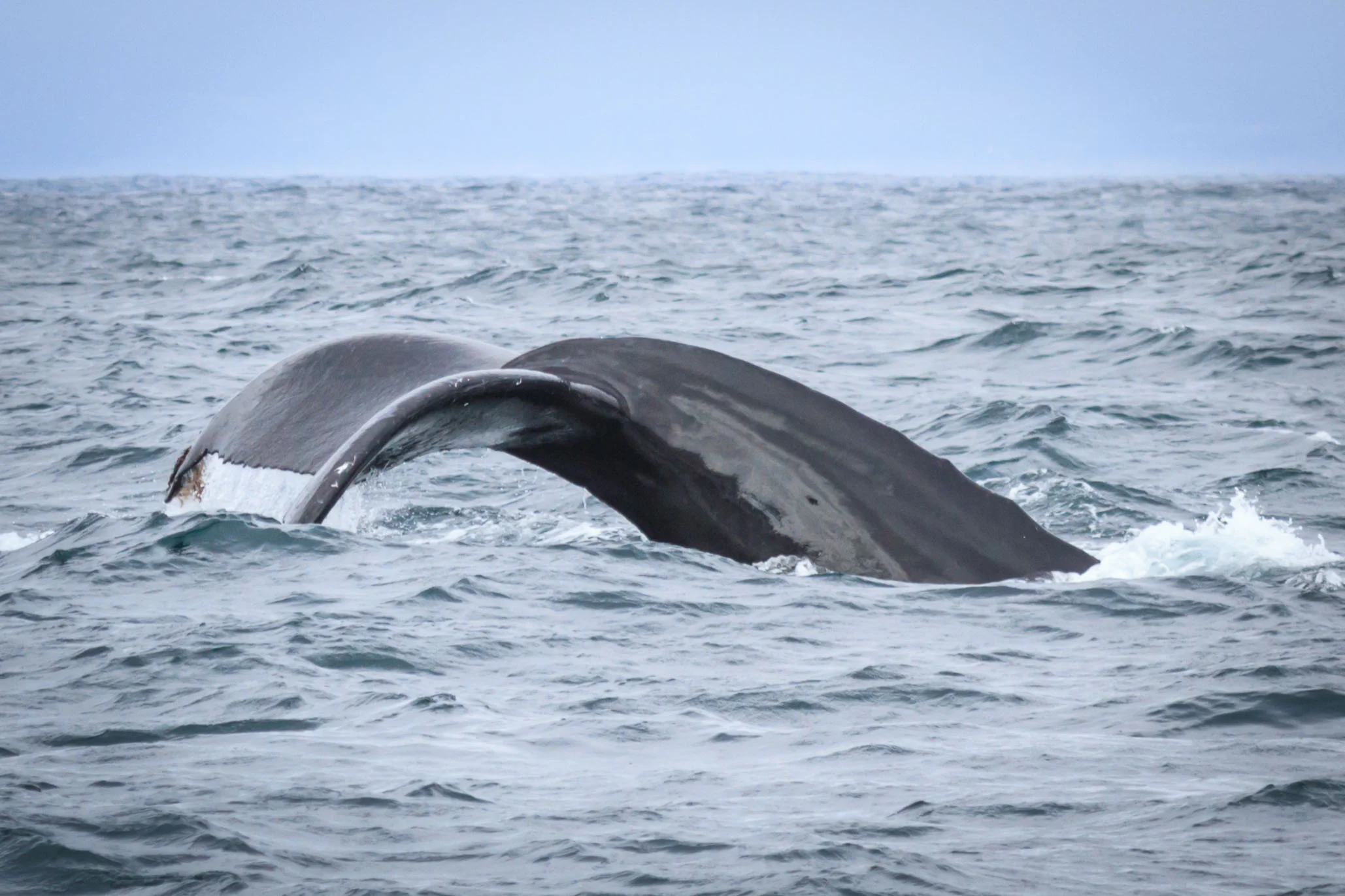 The mighty Humpback whale.