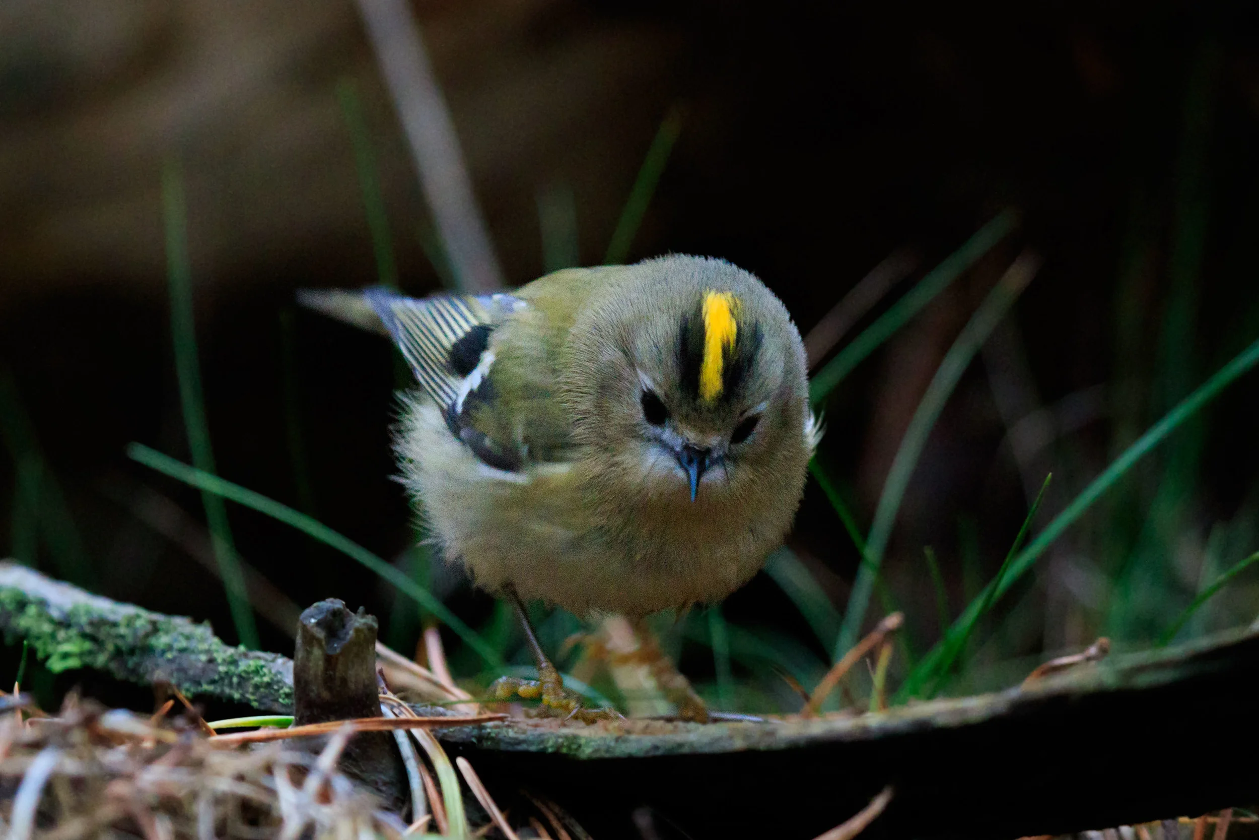 A tiny Goldcrest. (Kungsfågel)