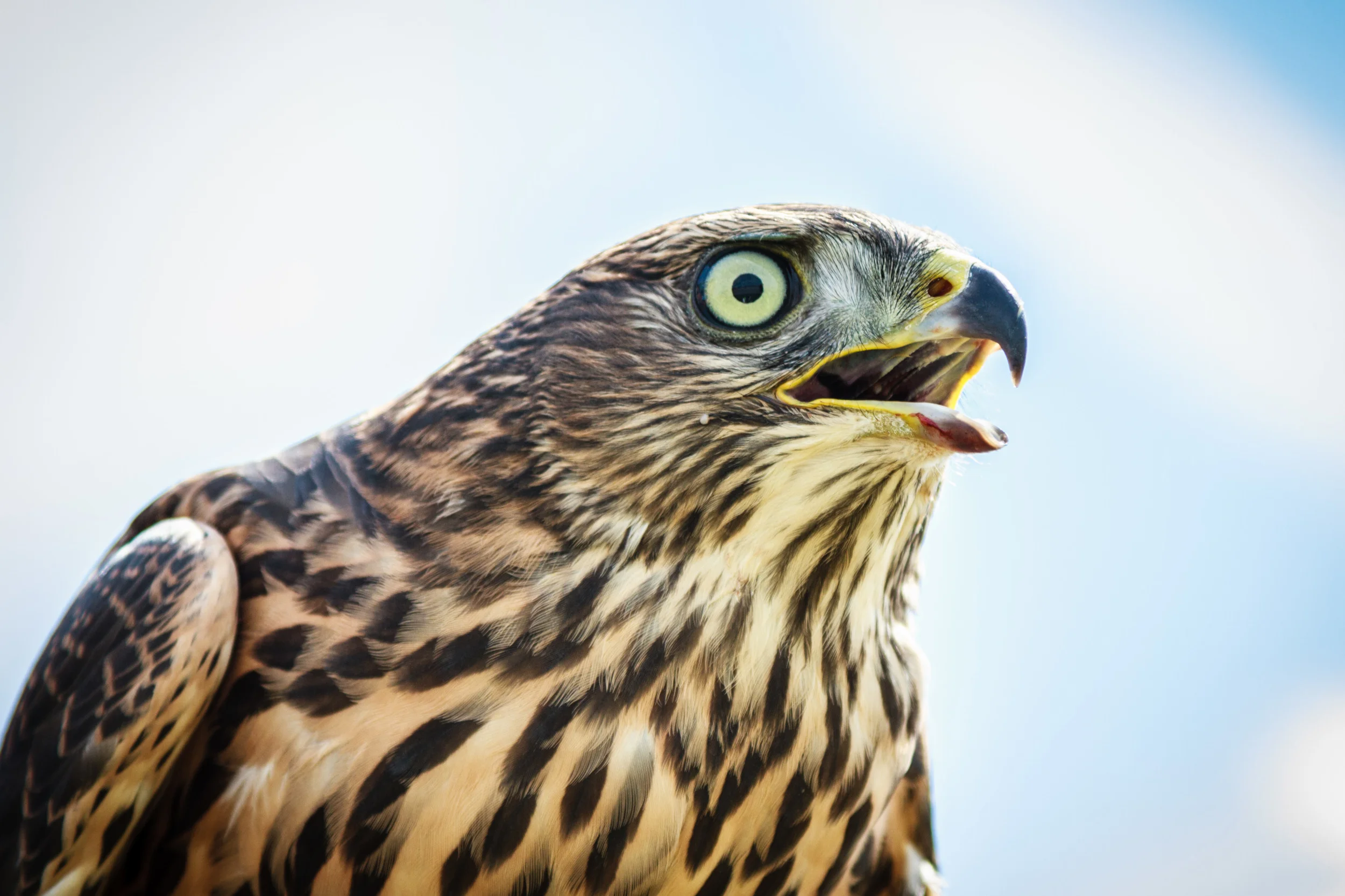 Goshawk.