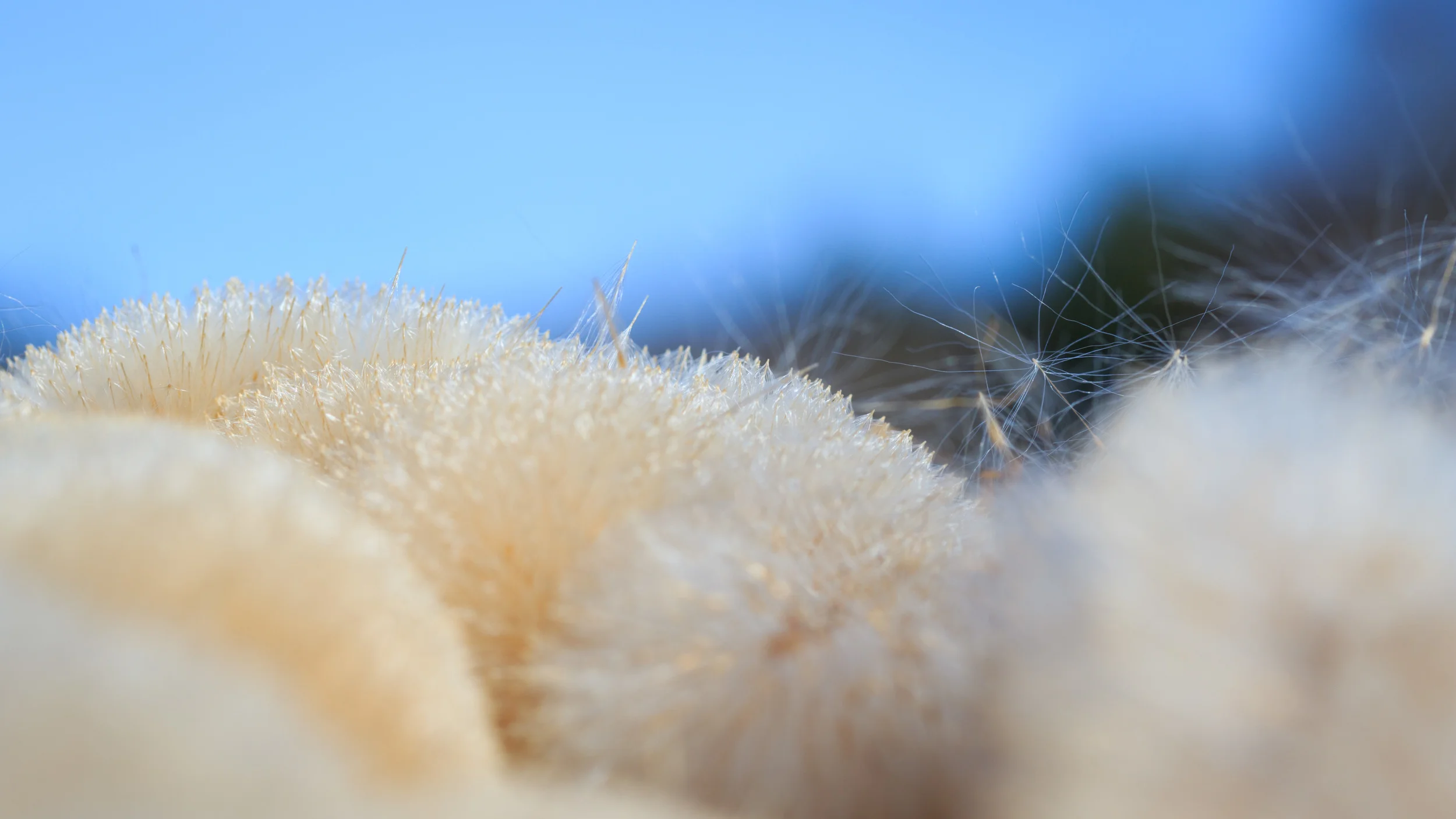 Fluffy stuff.