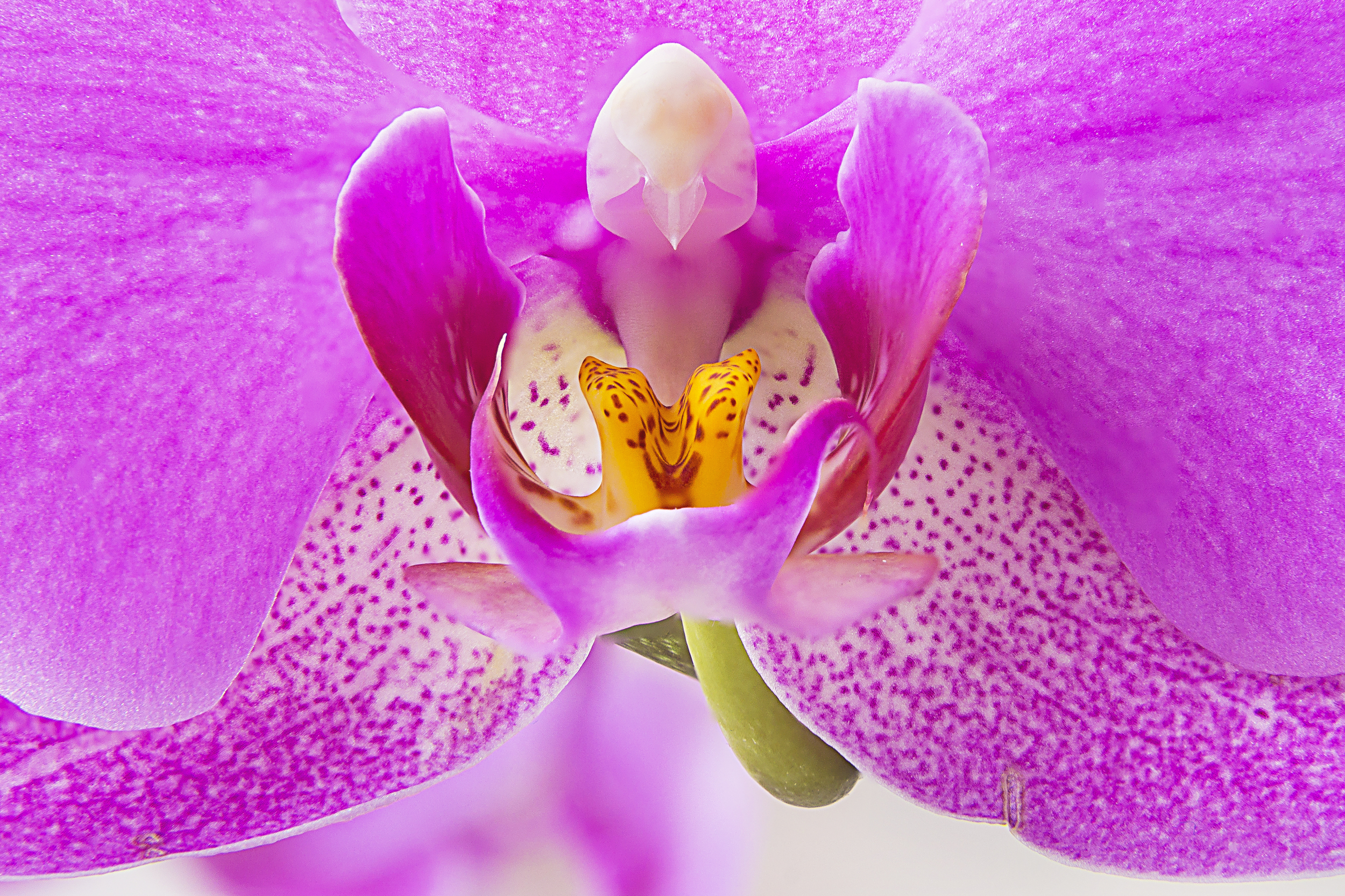 Orchid.
