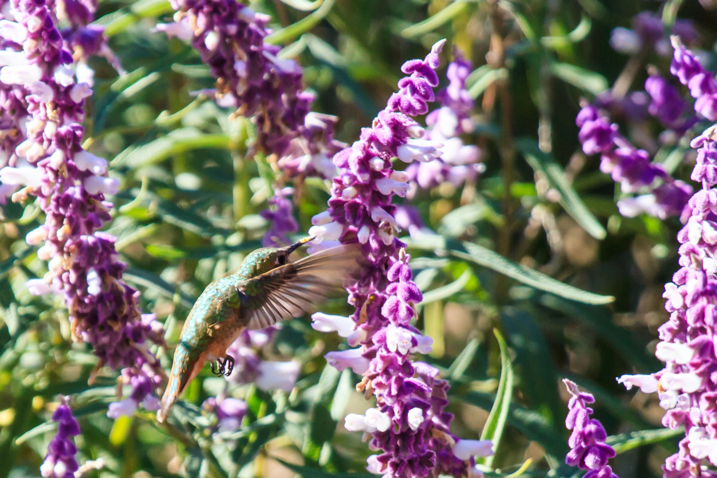 Hummingbird.