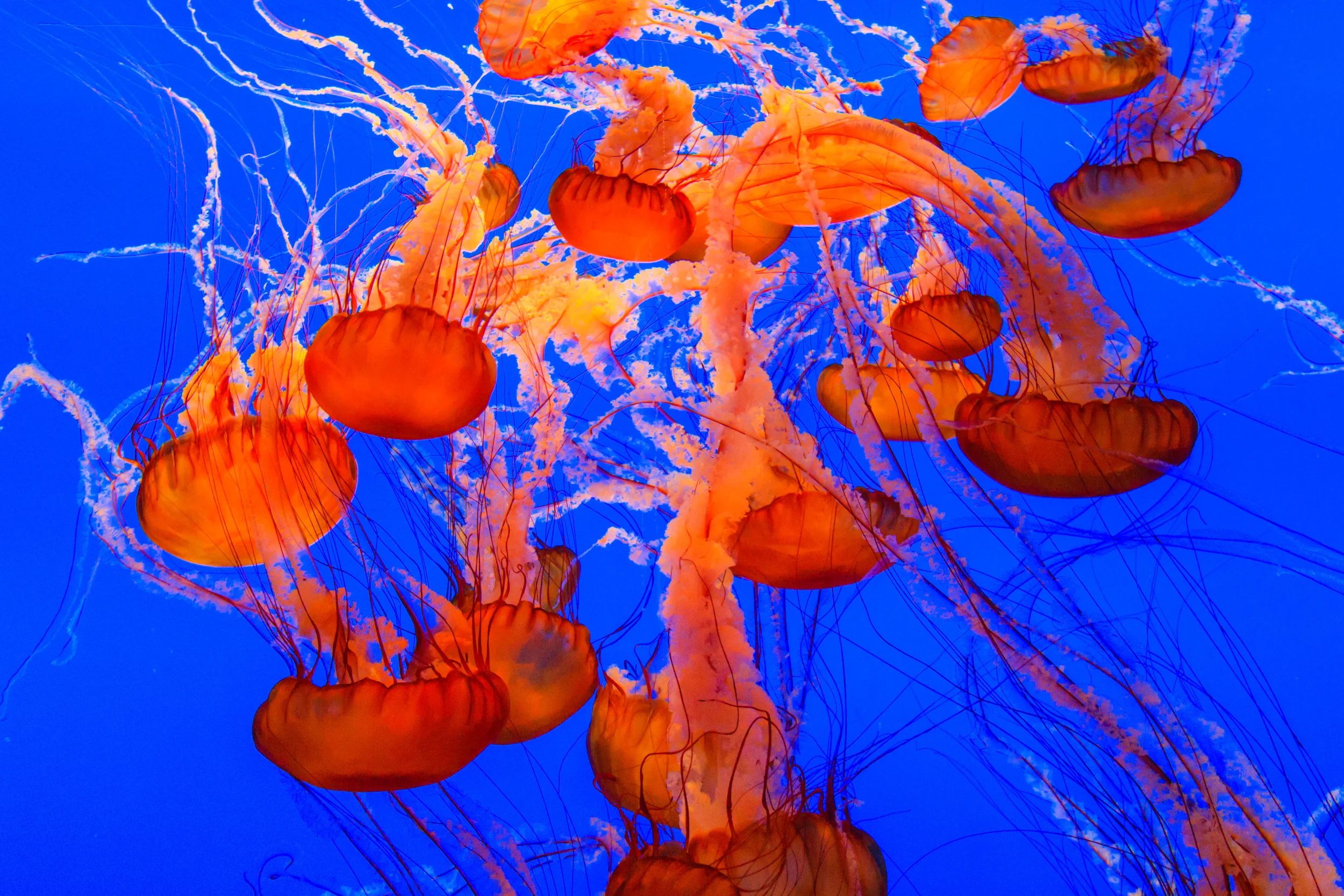 Jellyfish.