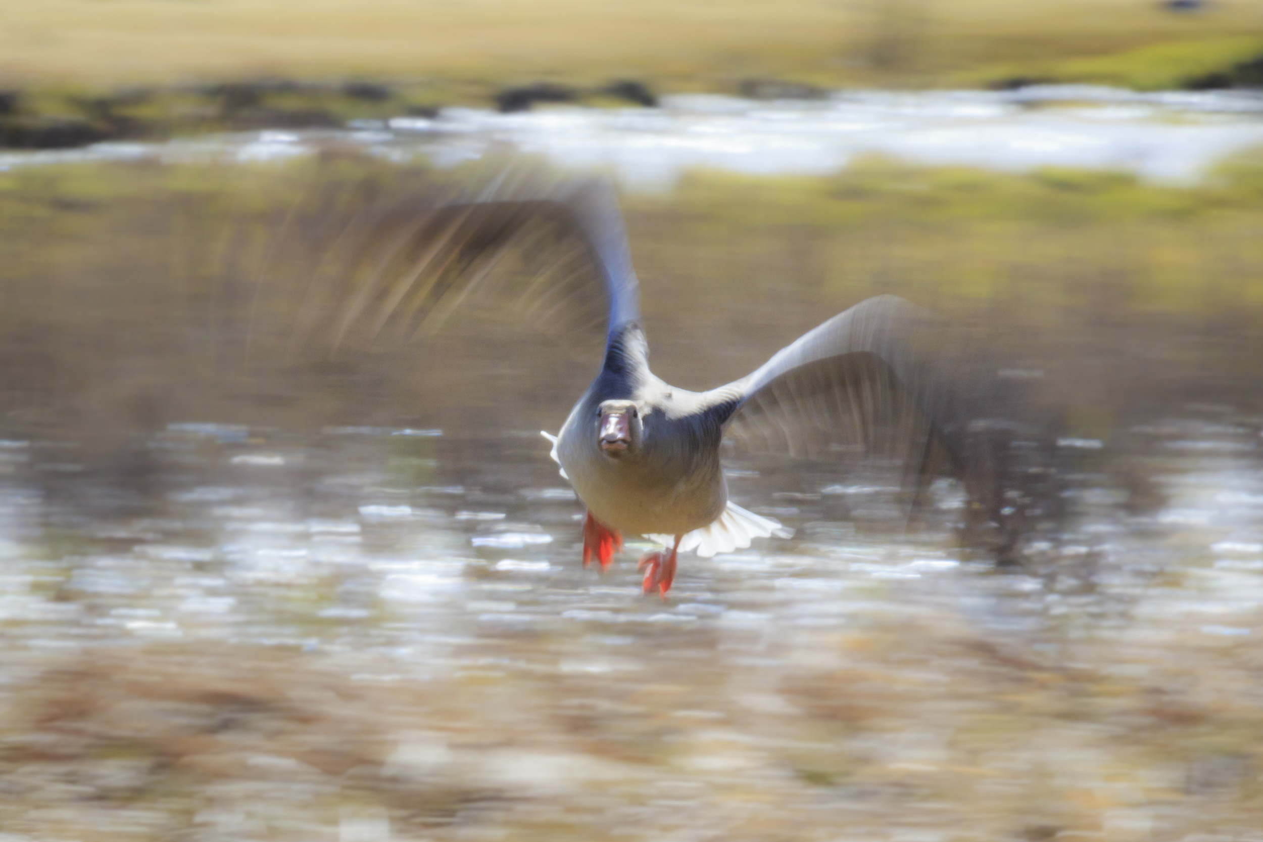 A speedy goose.