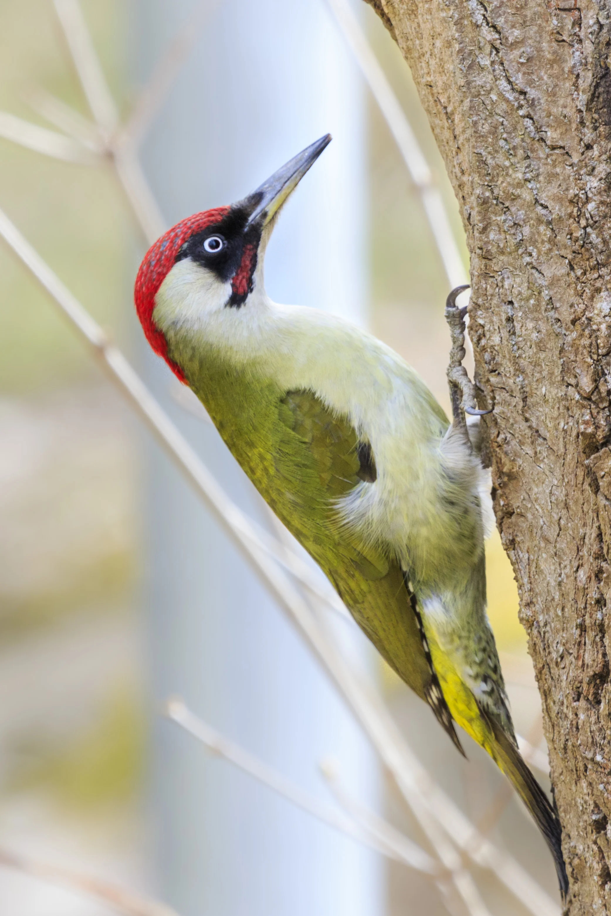 Green woodpecker. (Gröngöling)
