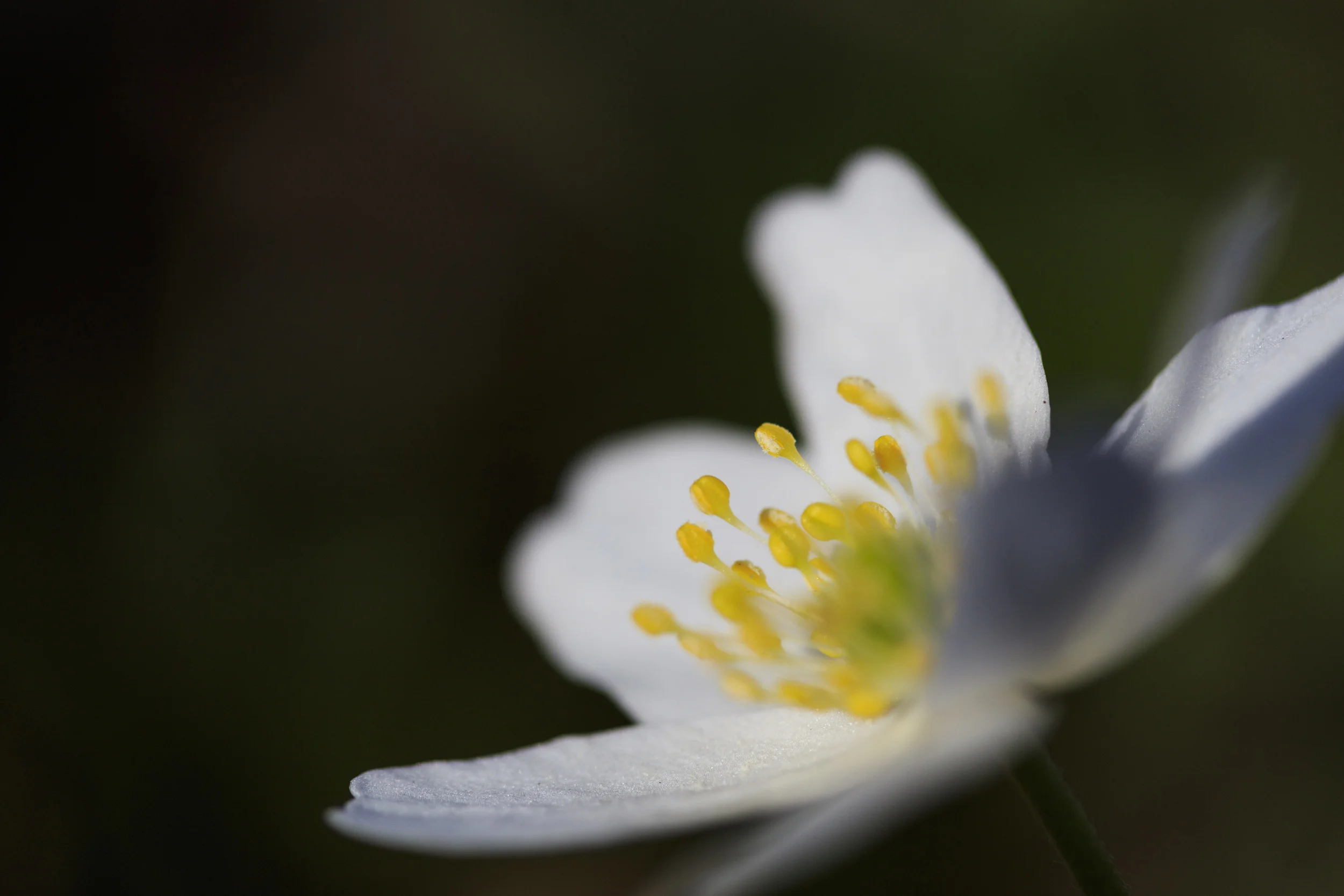 Spring closeups.
