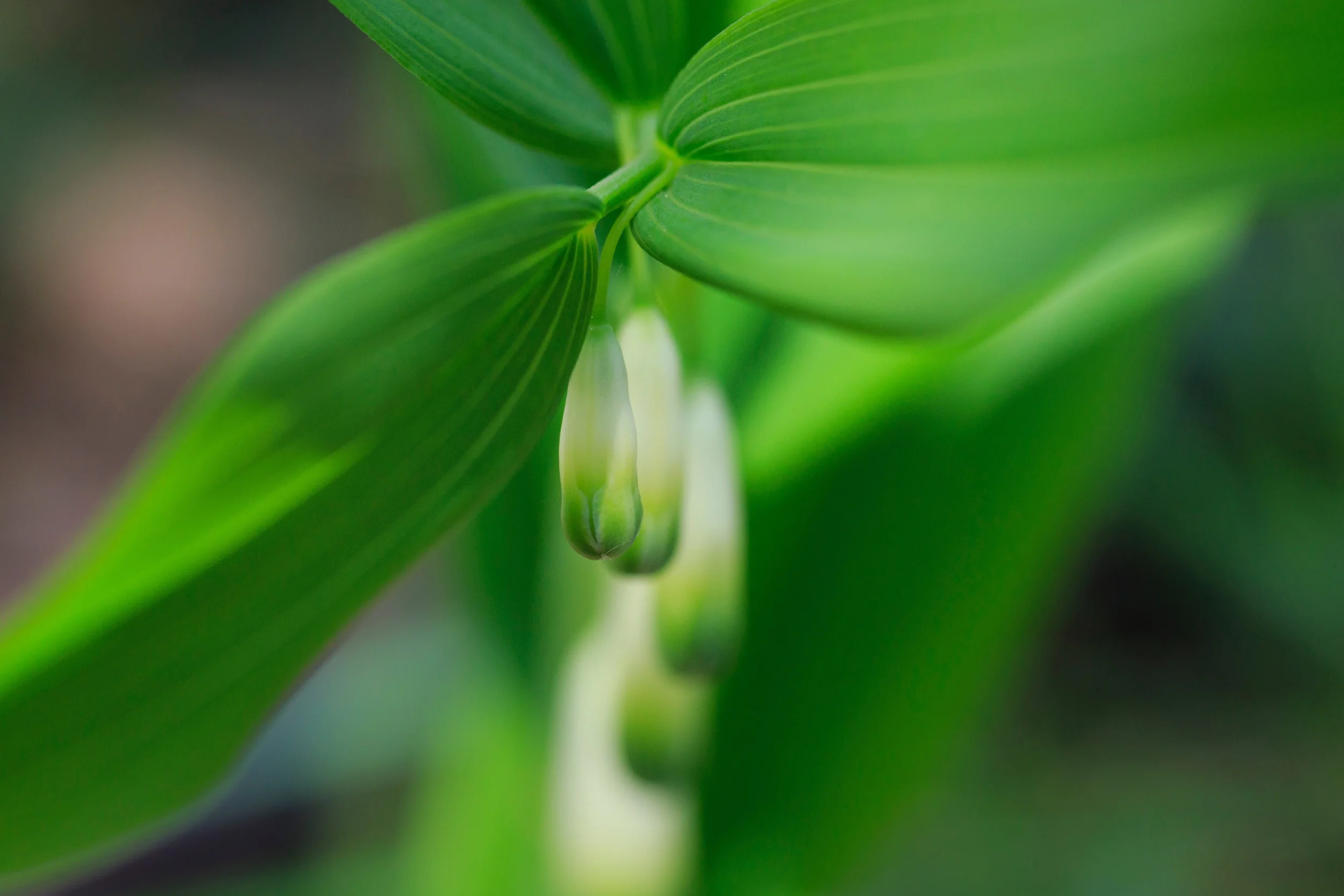 Soon to become a flower.