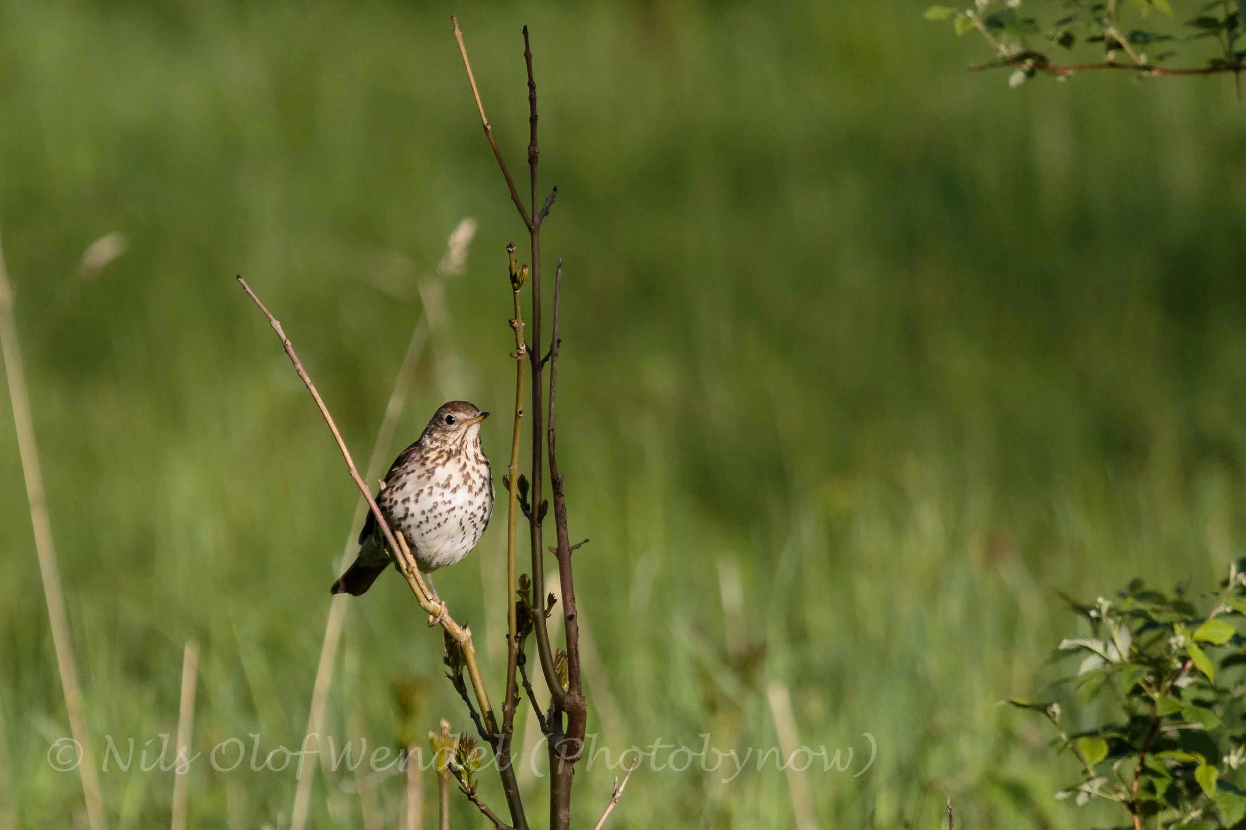 A Song Thrush (Taltrast) enjoys the last sun of the day.