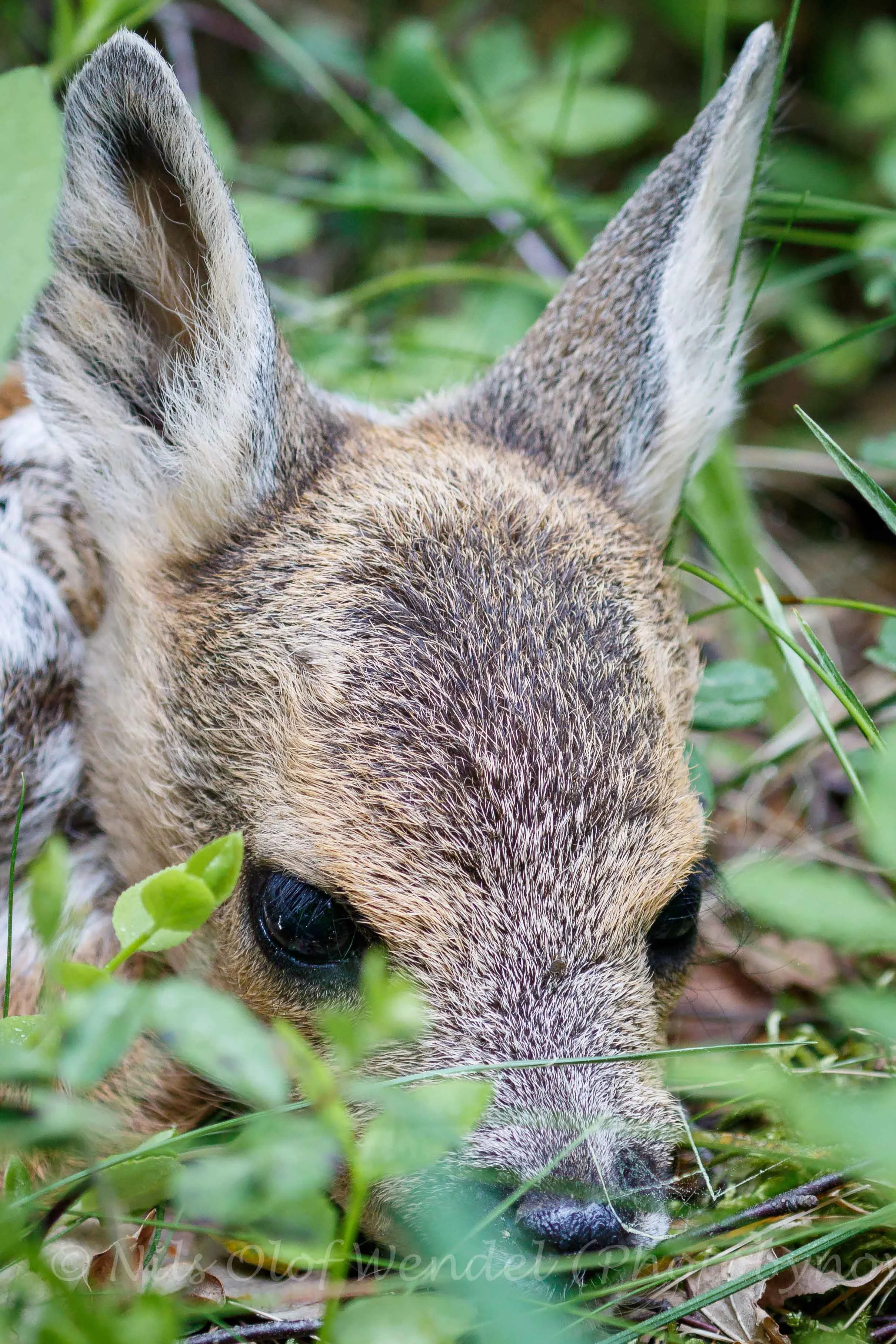 A baby Deer.