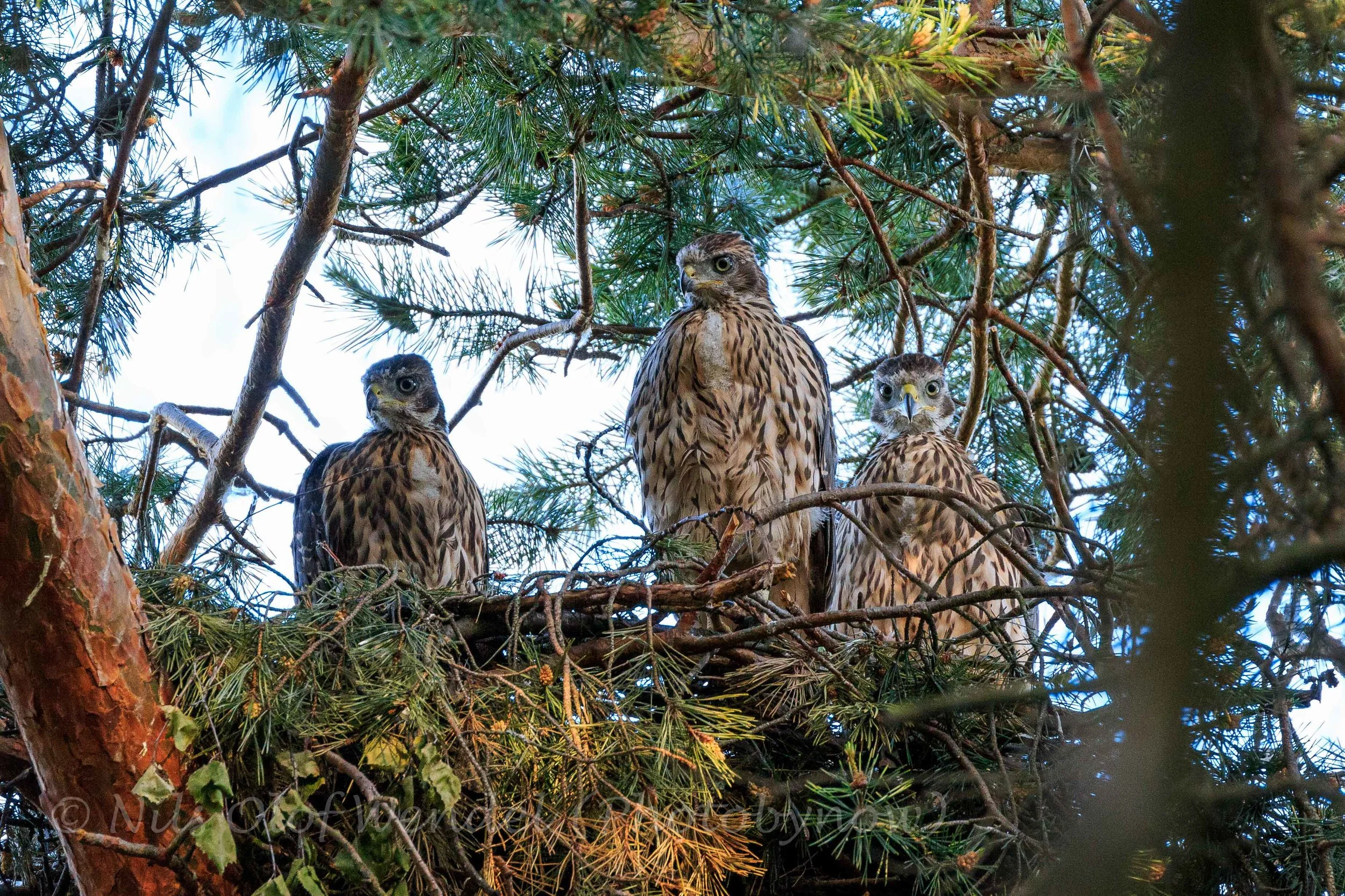 Being watched by three Goshawks.