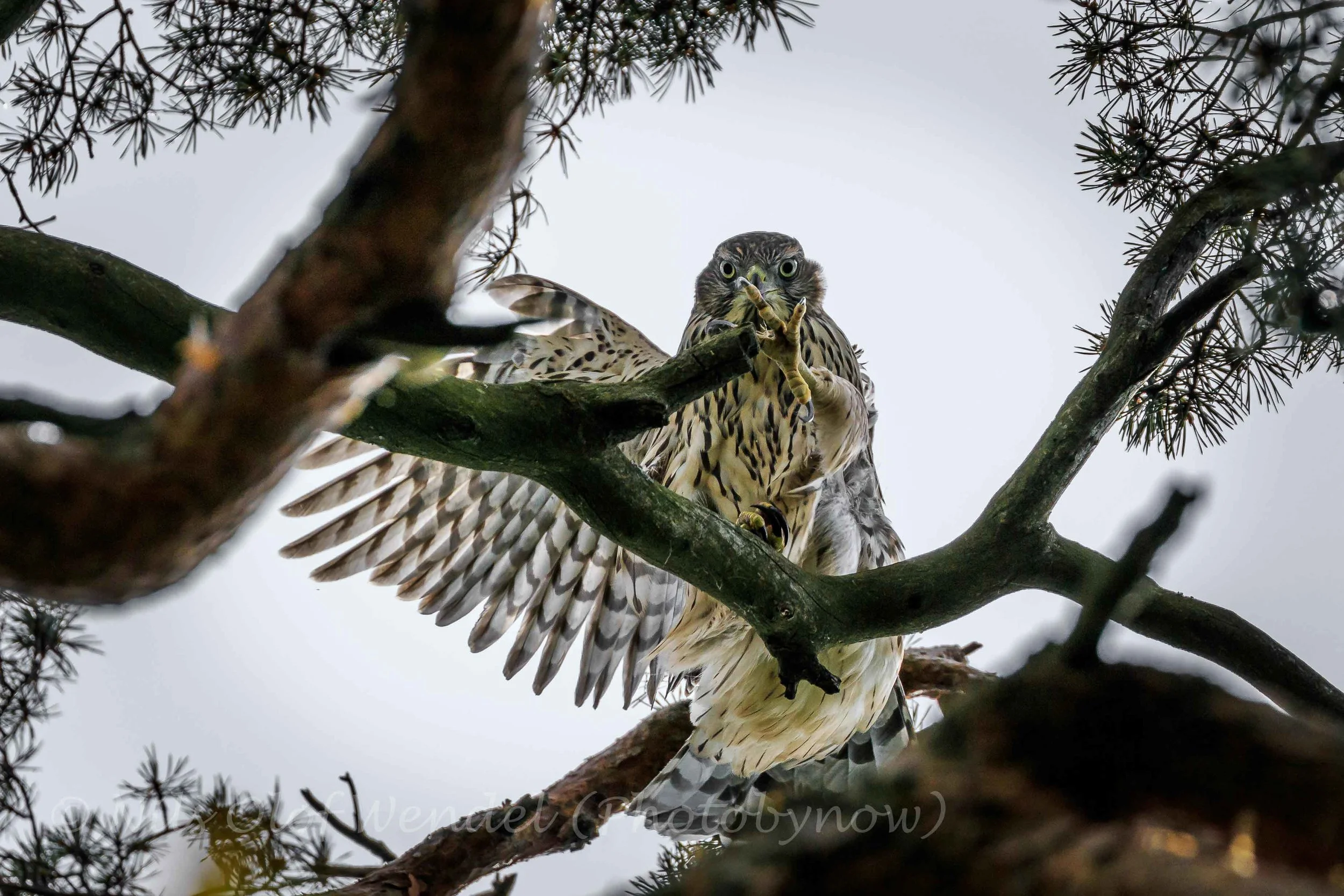 Goshawk trying to grab me.