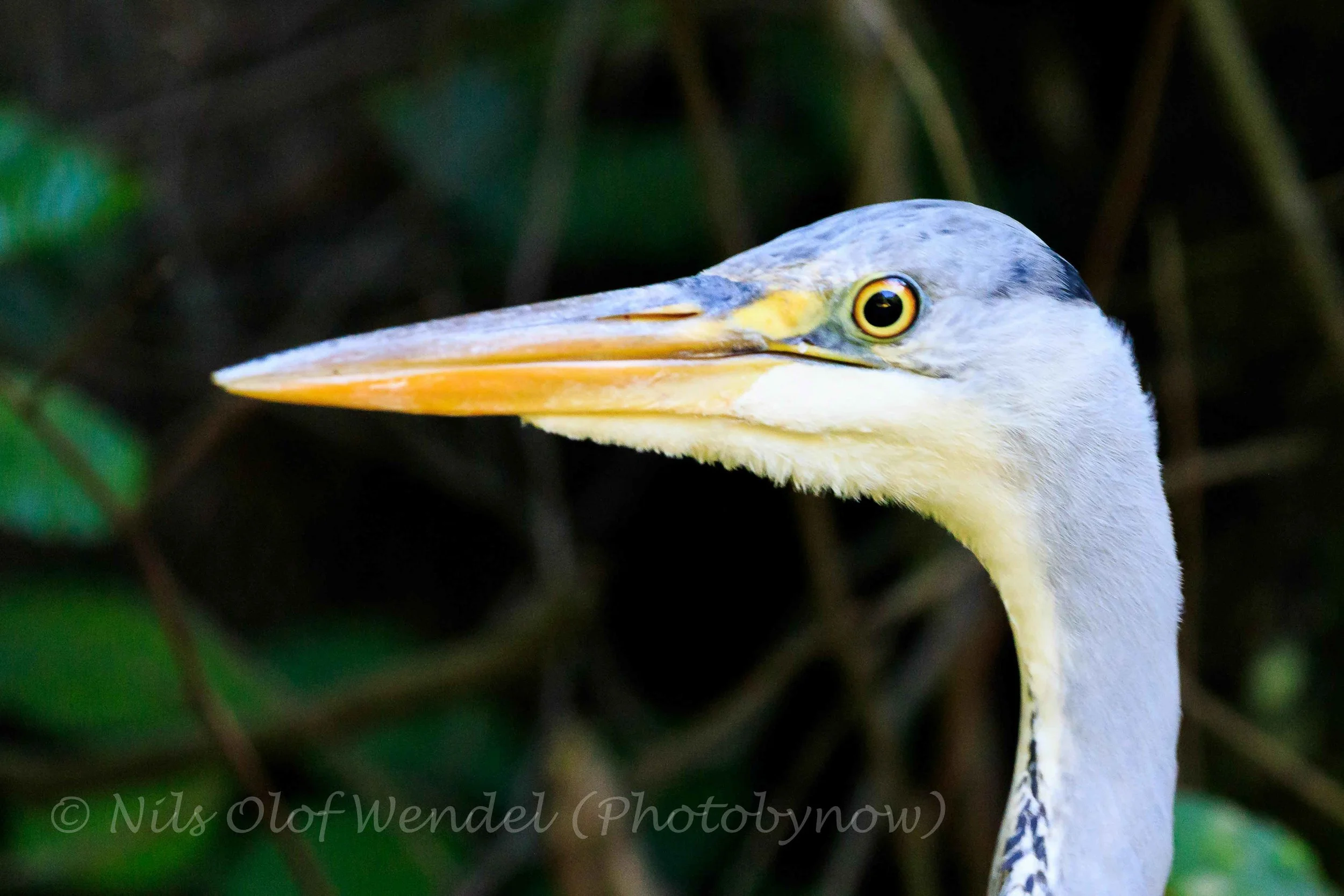 Grey Heron. (Grå Häger)