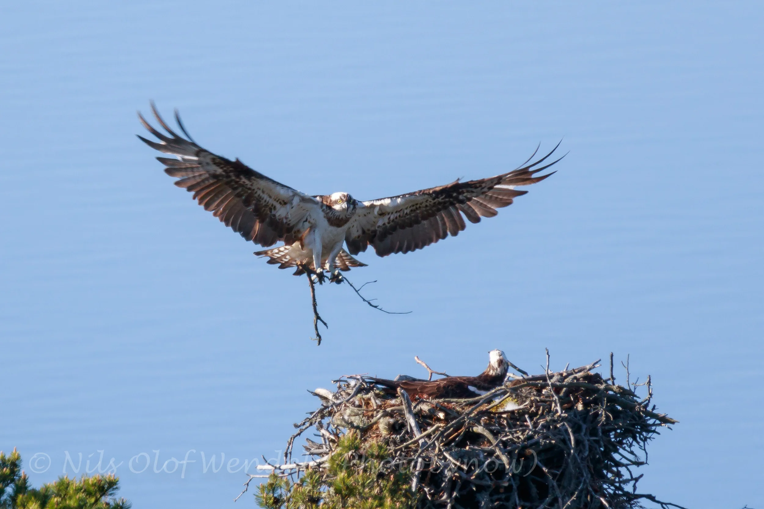 Ospreys nesting.