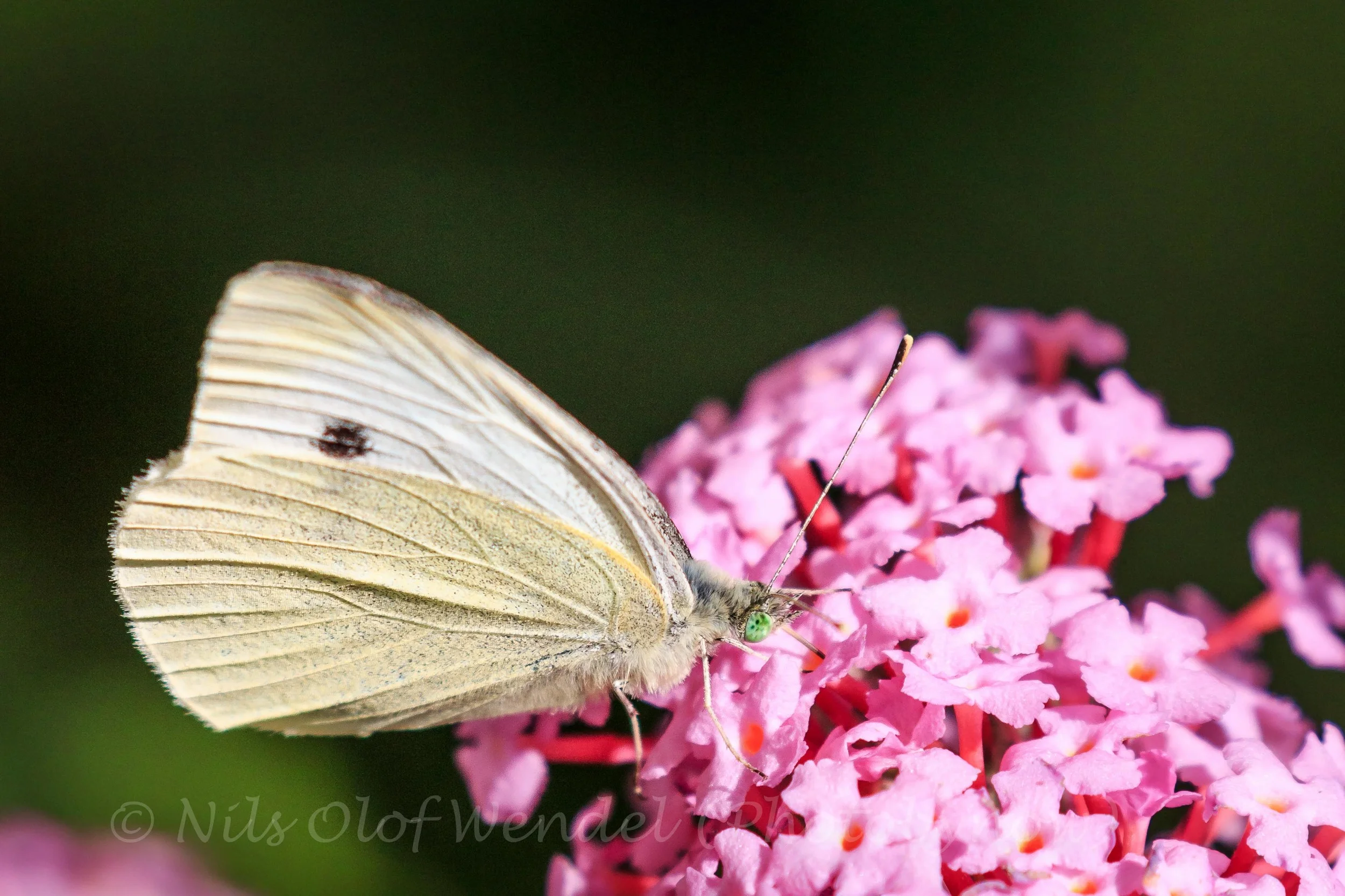 White Butterfly.