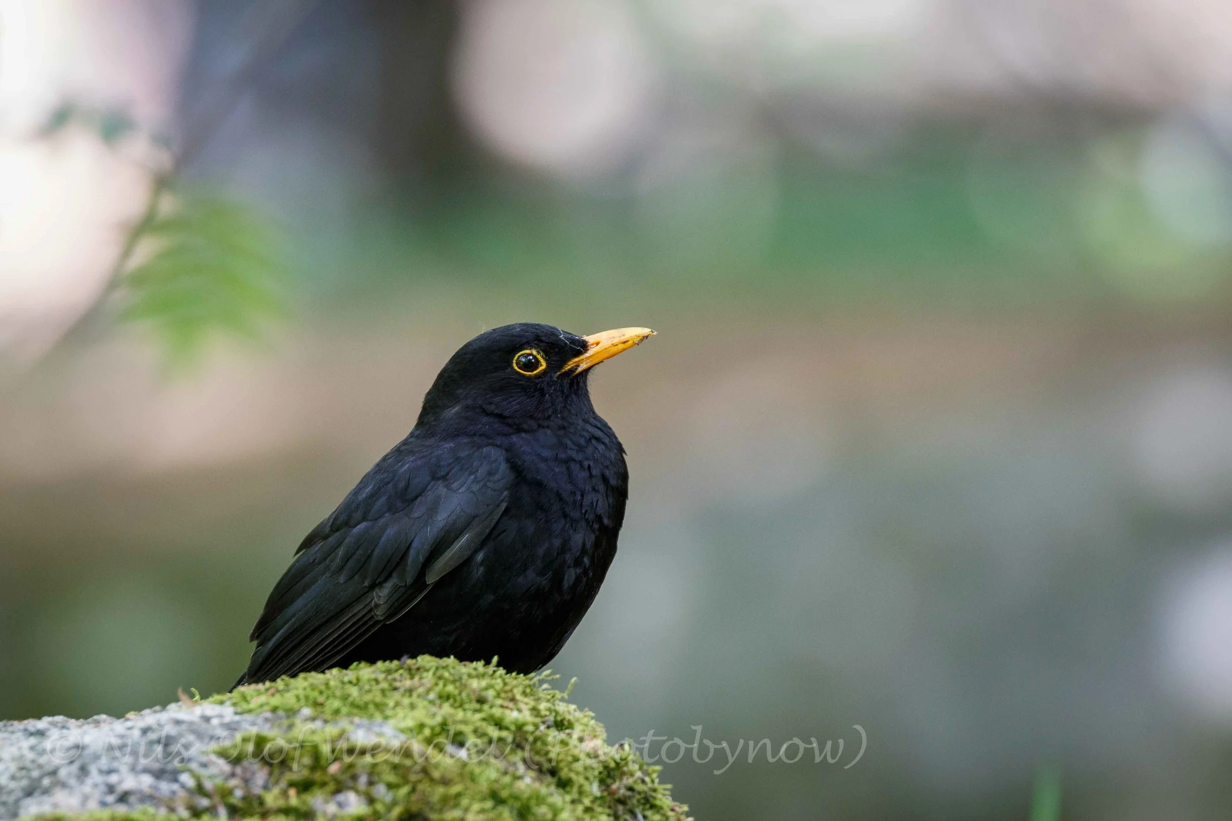 The National bird of Sweden.