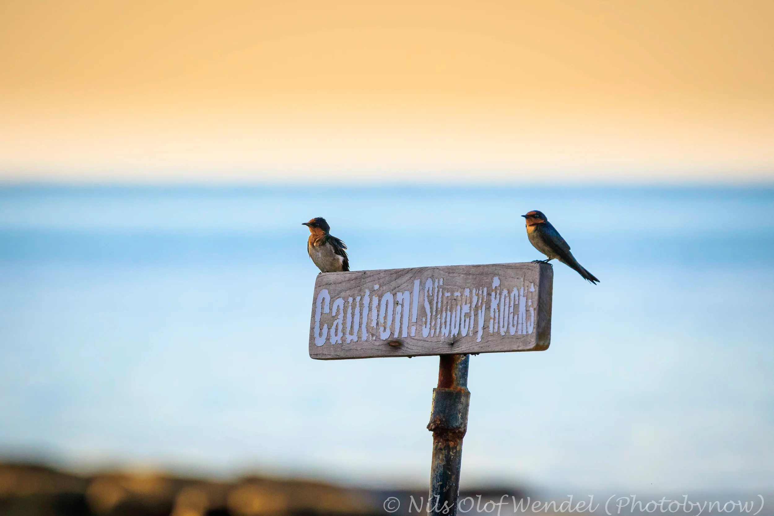 Swallows on a sign.