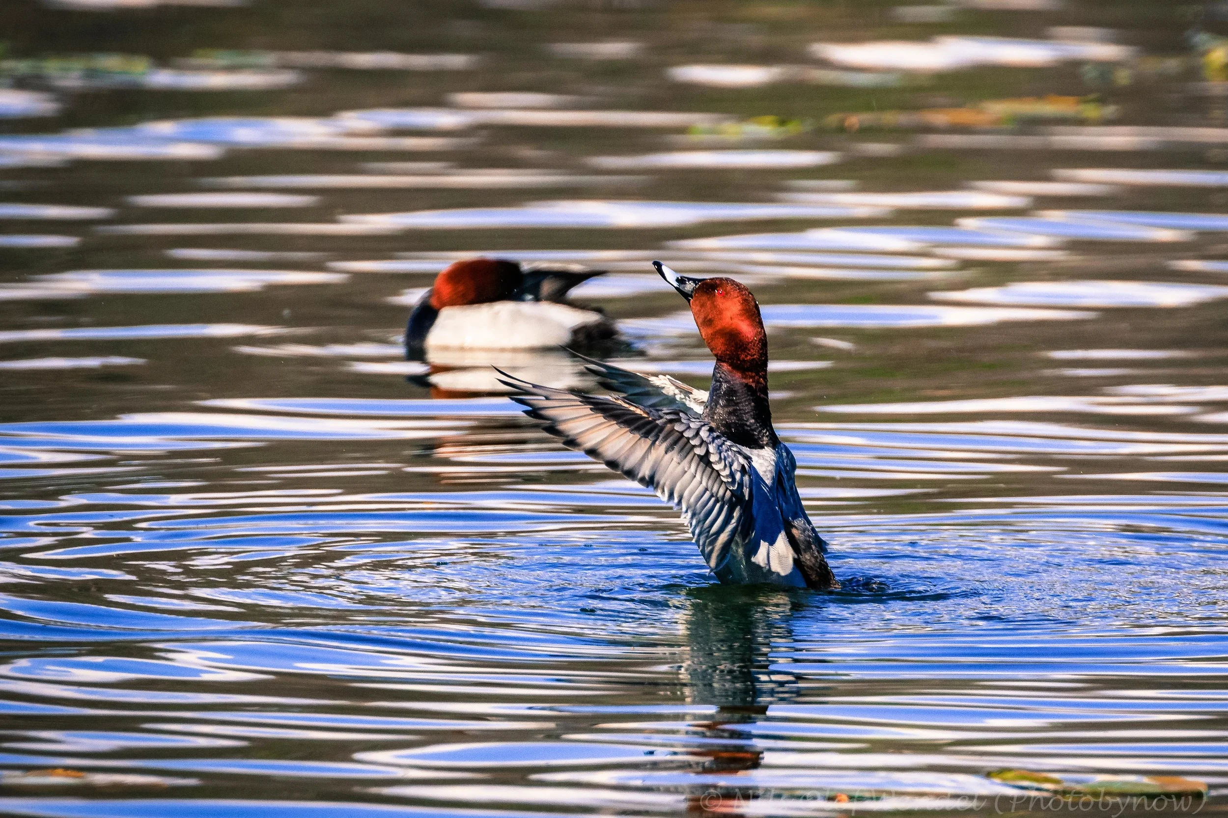 Common Pochard. (Brunand)