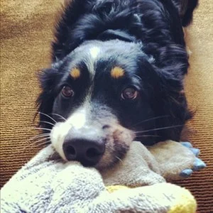 Ashe is Nancy's working partner to help during sessions. He is a 7 yr old, intact male English Shepherd - a rare breed!