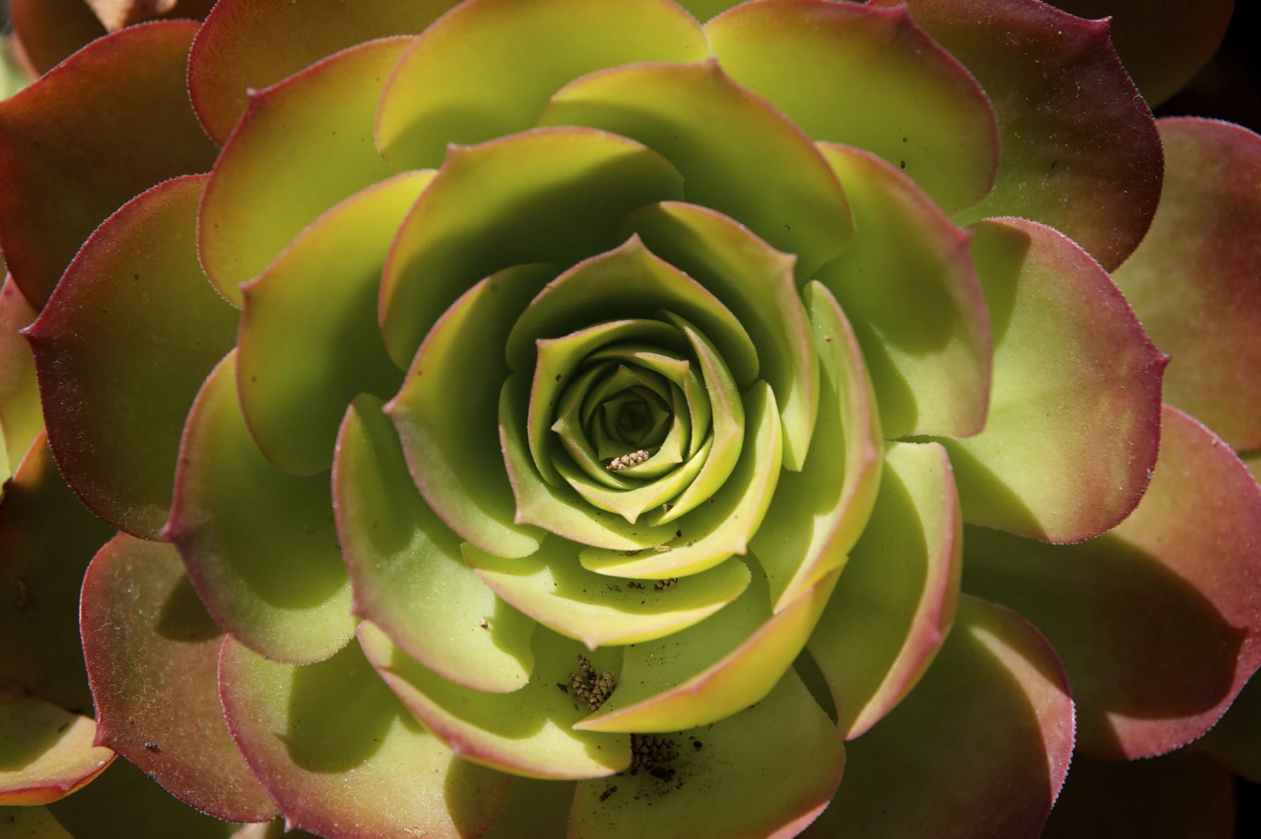 Fibonacci's Finest at The Baha'i Gardens - Haifa, Israel