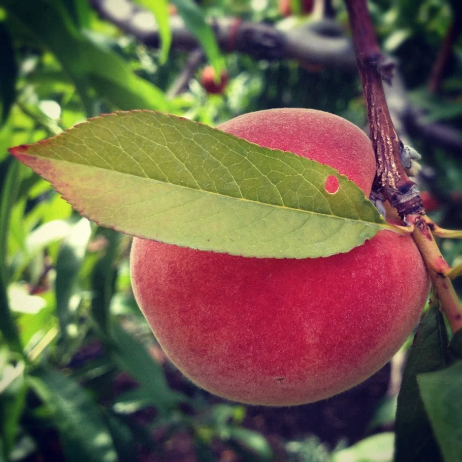 Just Peachy - New Jersey