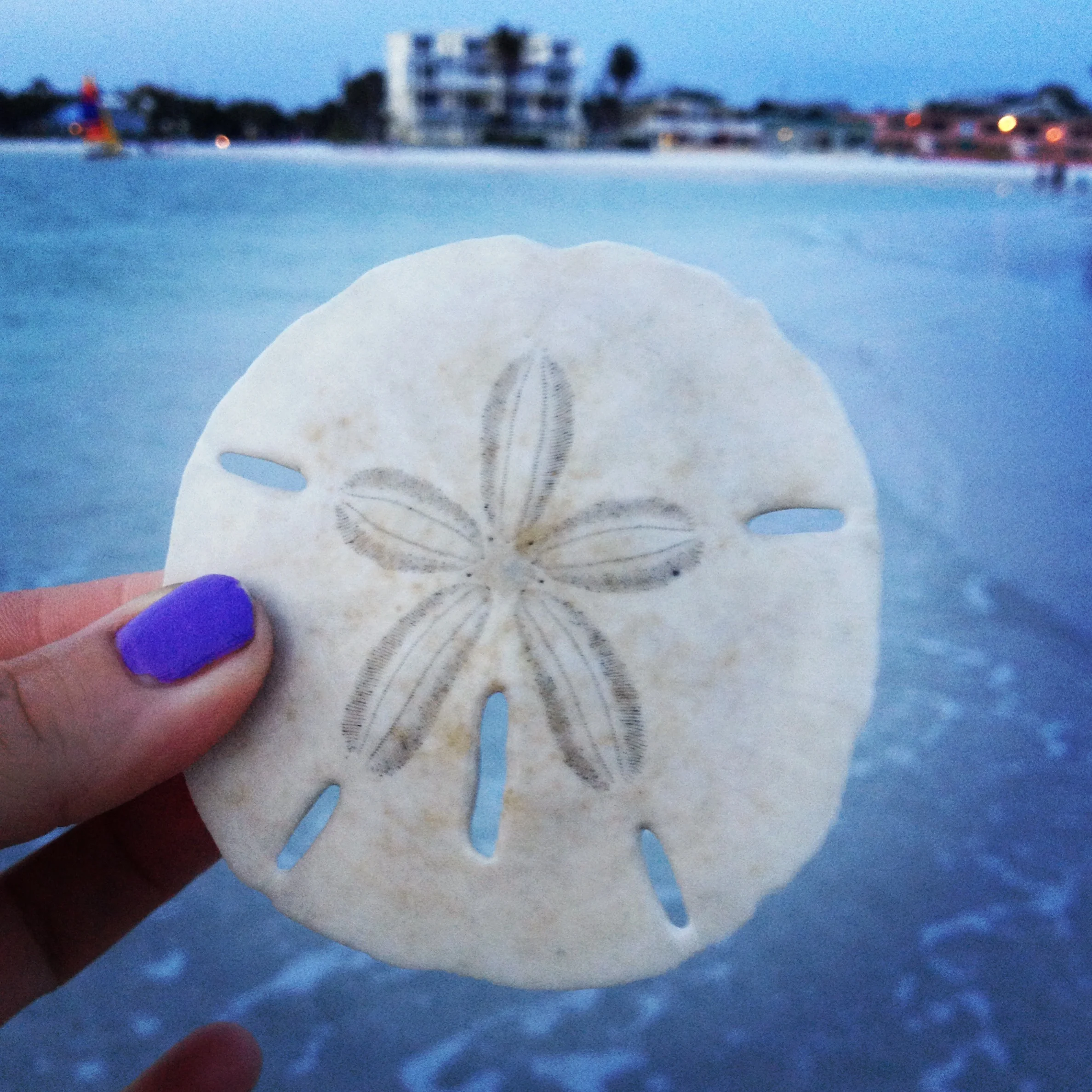 Sea Treasures - Siesta Key, FL