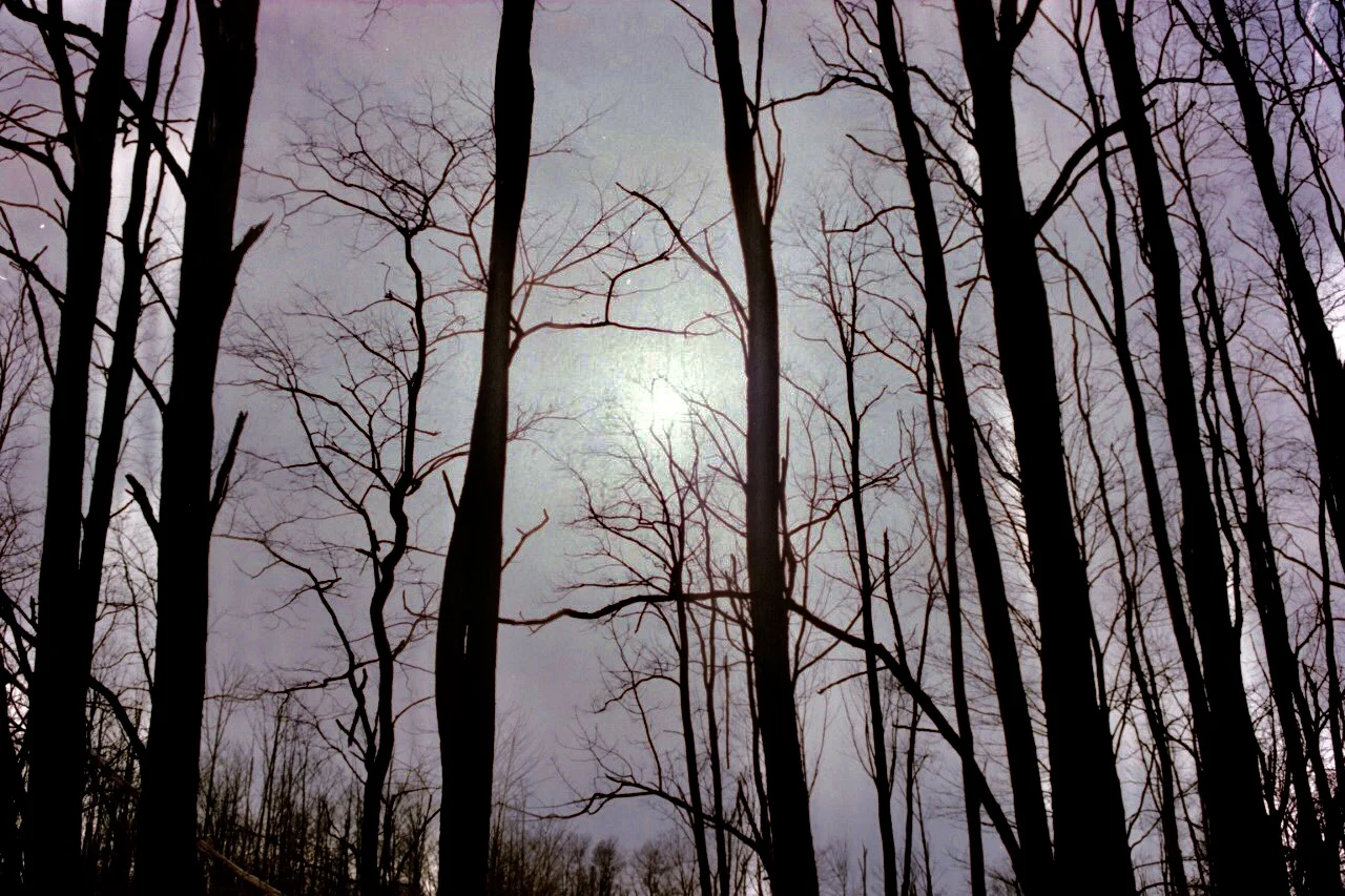 into the wood .jpg