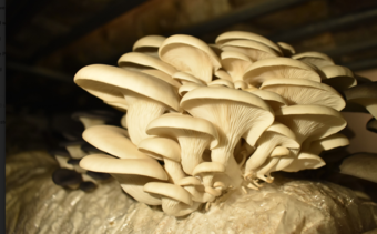 mushrooms.png
