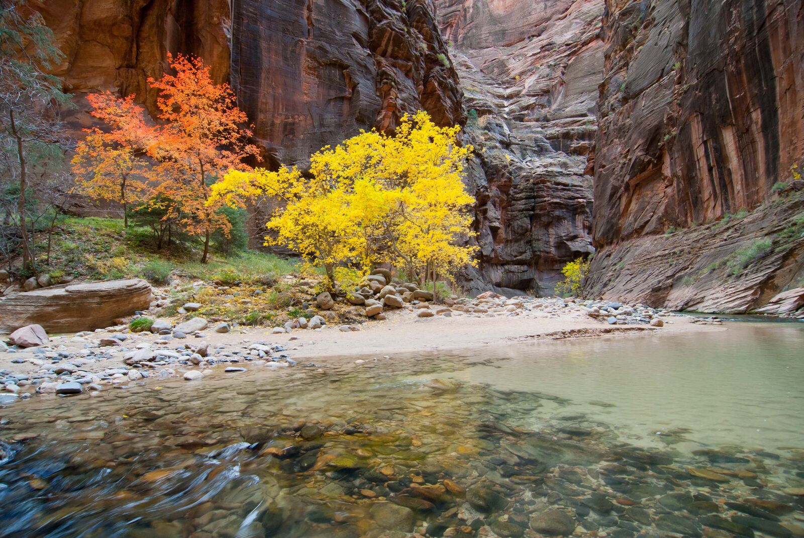 Yellow Leaves in Autumn inside Zion's Narrows (Copy)